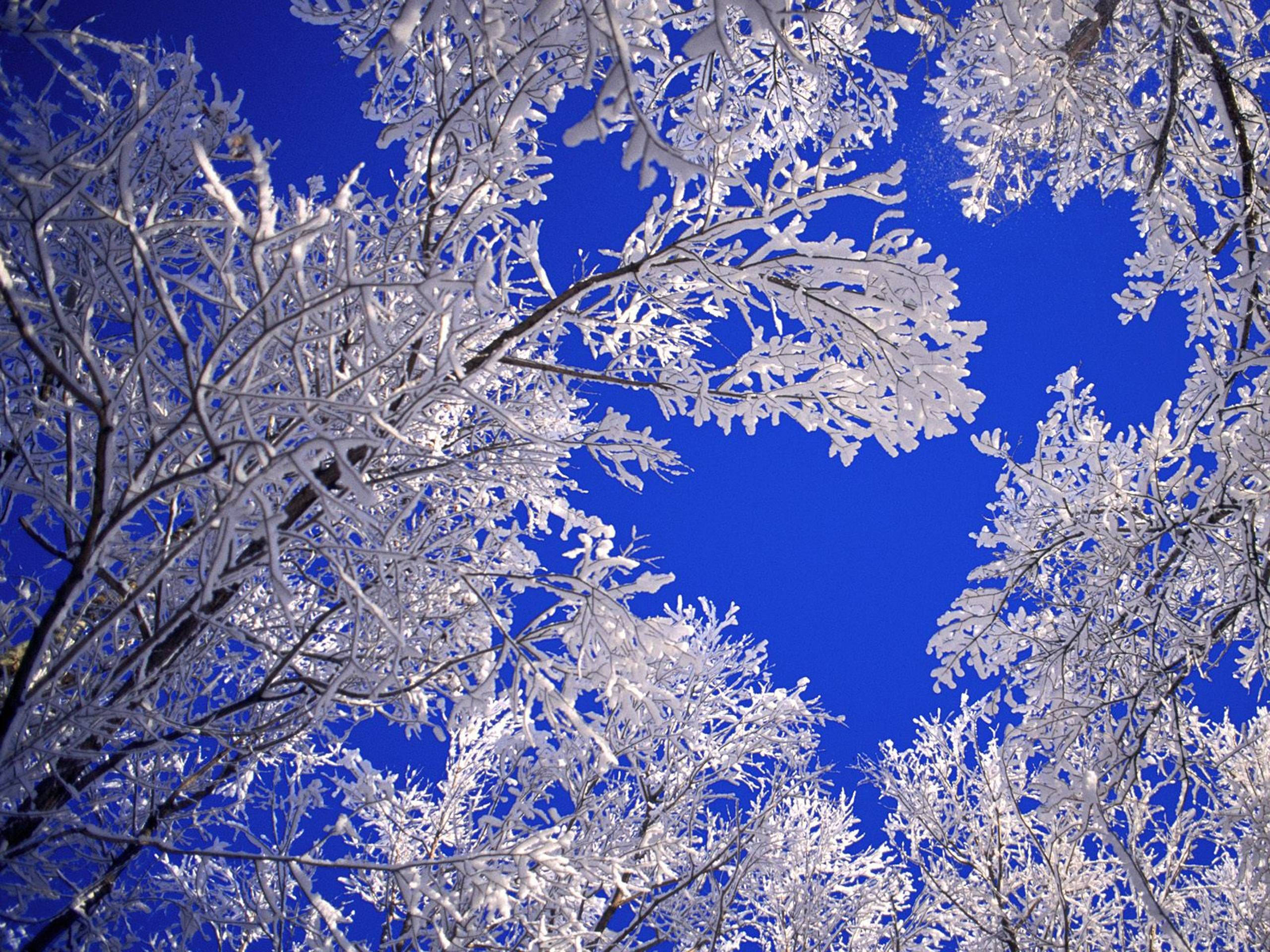Low Angle Shot Winter Scenery Background