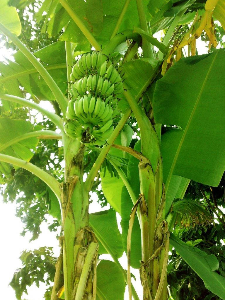 Low Angle View Of A Lush Plantain Herb Background