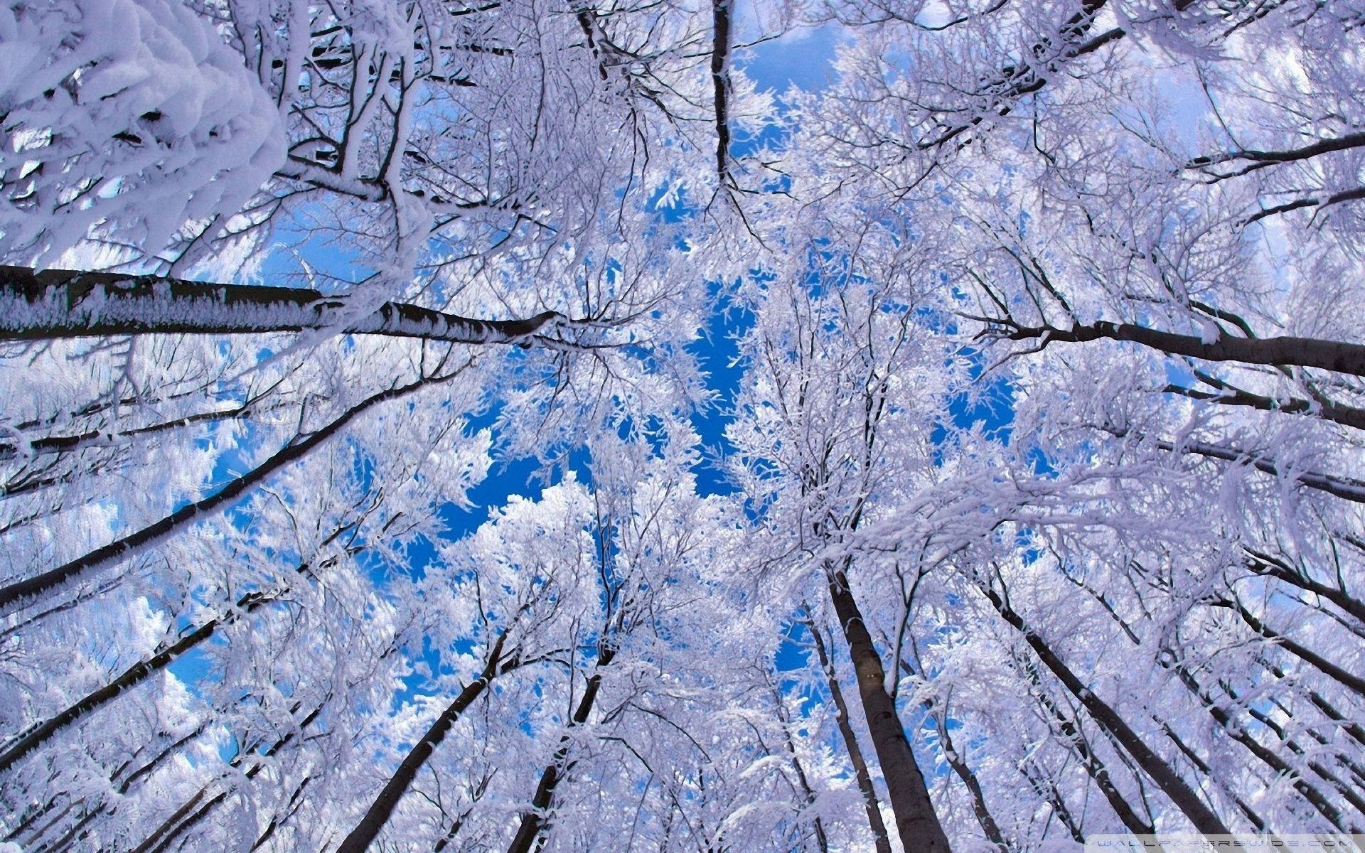 Low Angle Winter Trees Background