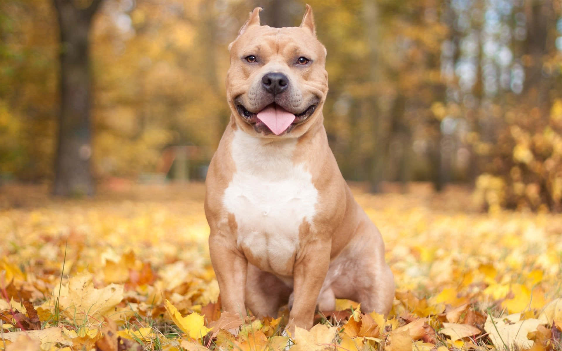 Loyal And Loyalty - A Black Pitbull Background