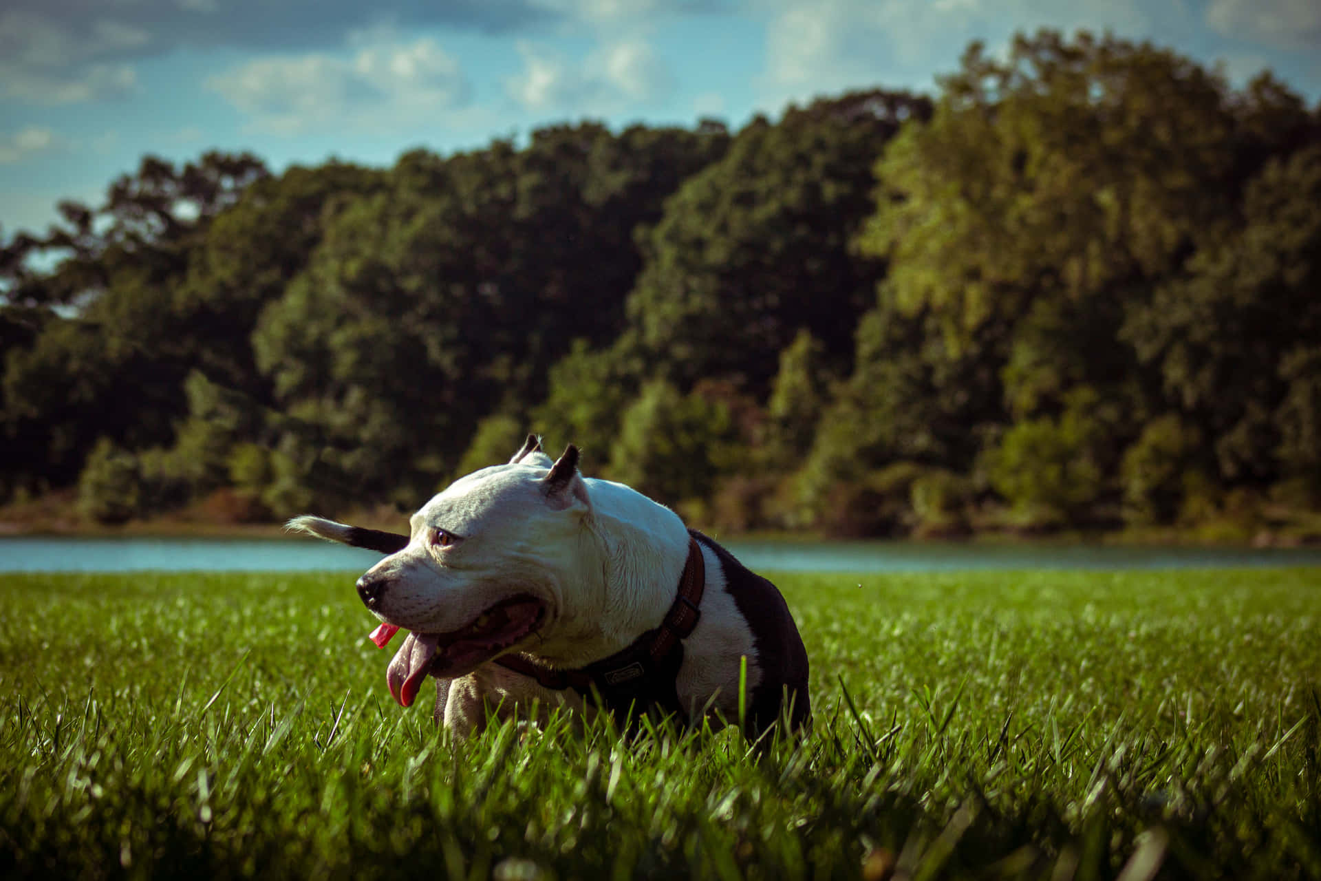 Loyal Companion, Black Pitbull In Profile Background