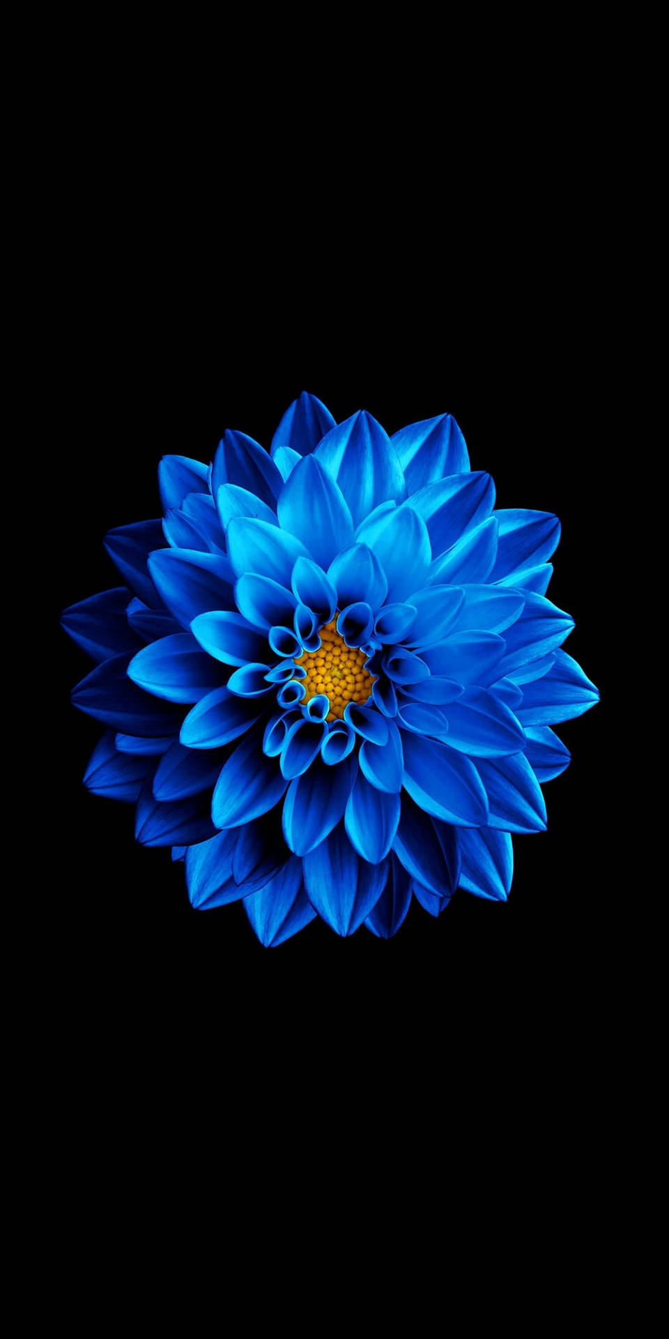 Luminous Blue Flower Oled Phone Background