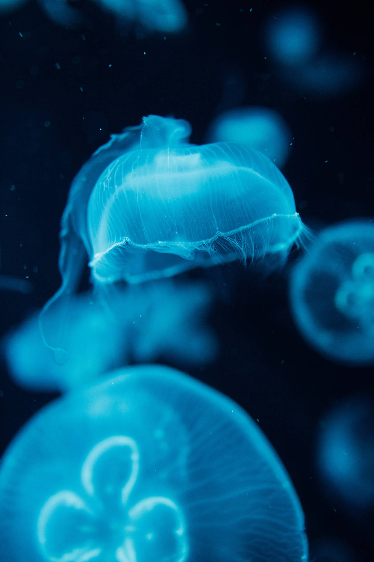 Luminous Jellyfishes In Ocean Blue Waters Background