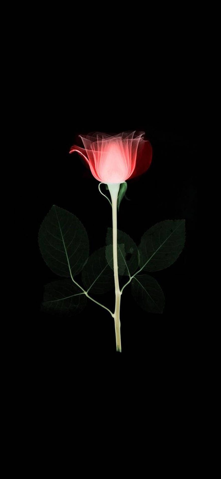 Luminous Rose Iphone