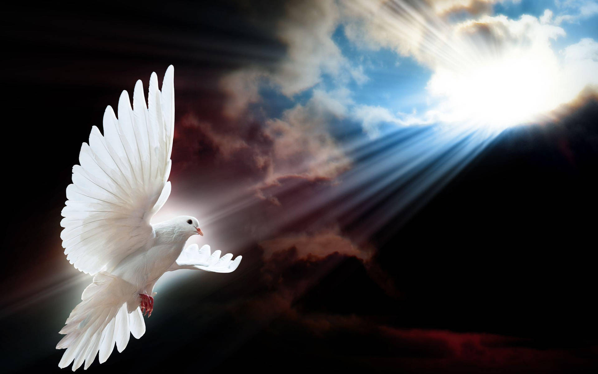 Luminous White Dove Under The Sun Background