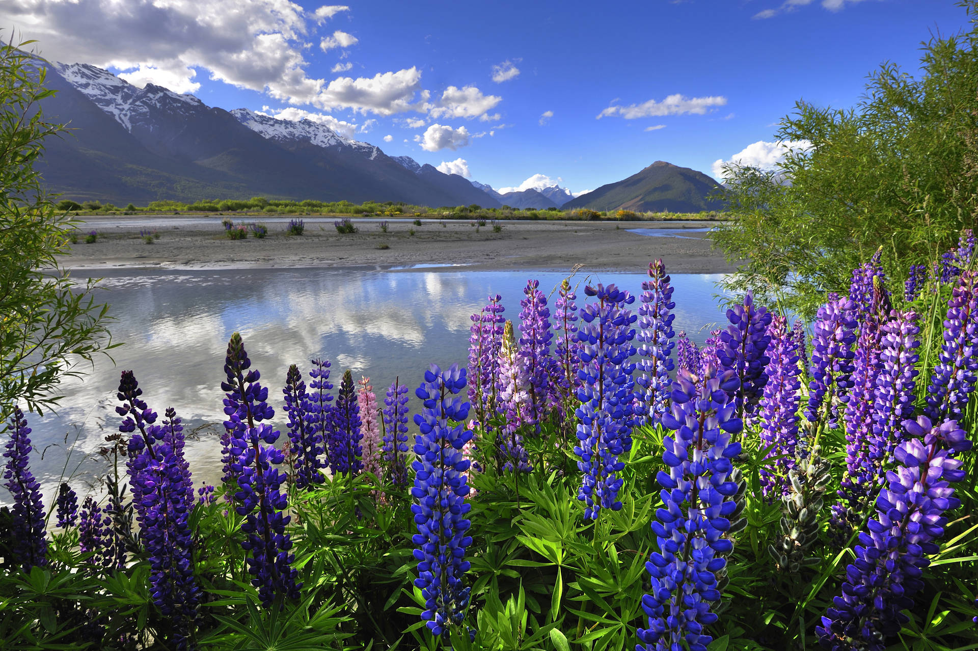 Lupin Flowers In New Zealand Background