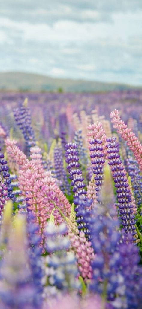 Lupine Field As An Aesthetic Purple Flower