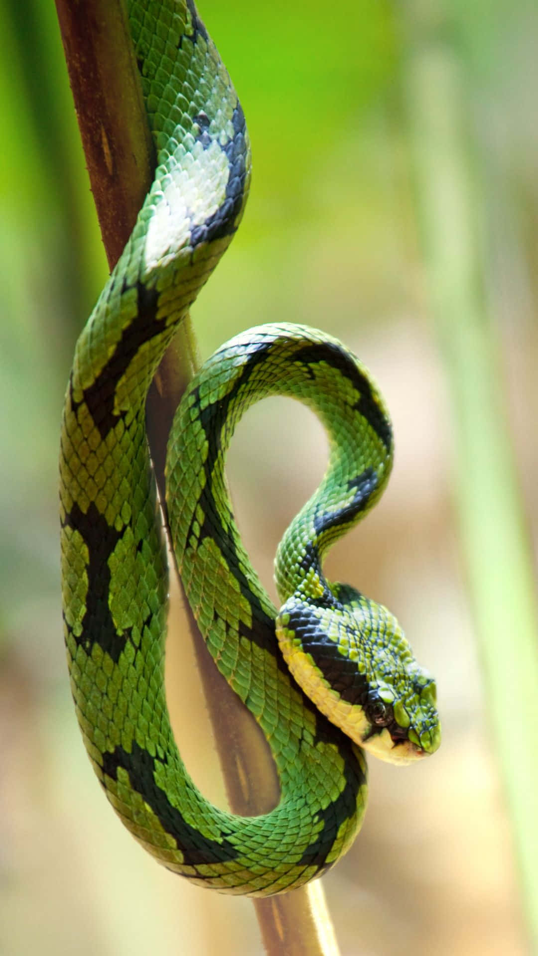 Lurking Beneath The Surface - An Up-close Look At A Cool Snake