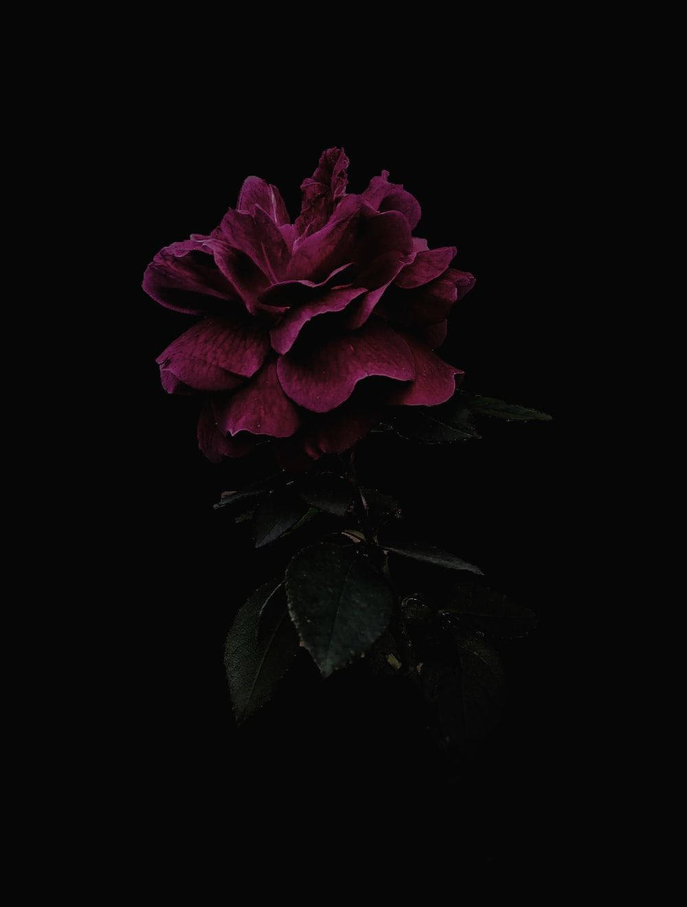 Lurking Dark Hd Flowers Phone Background