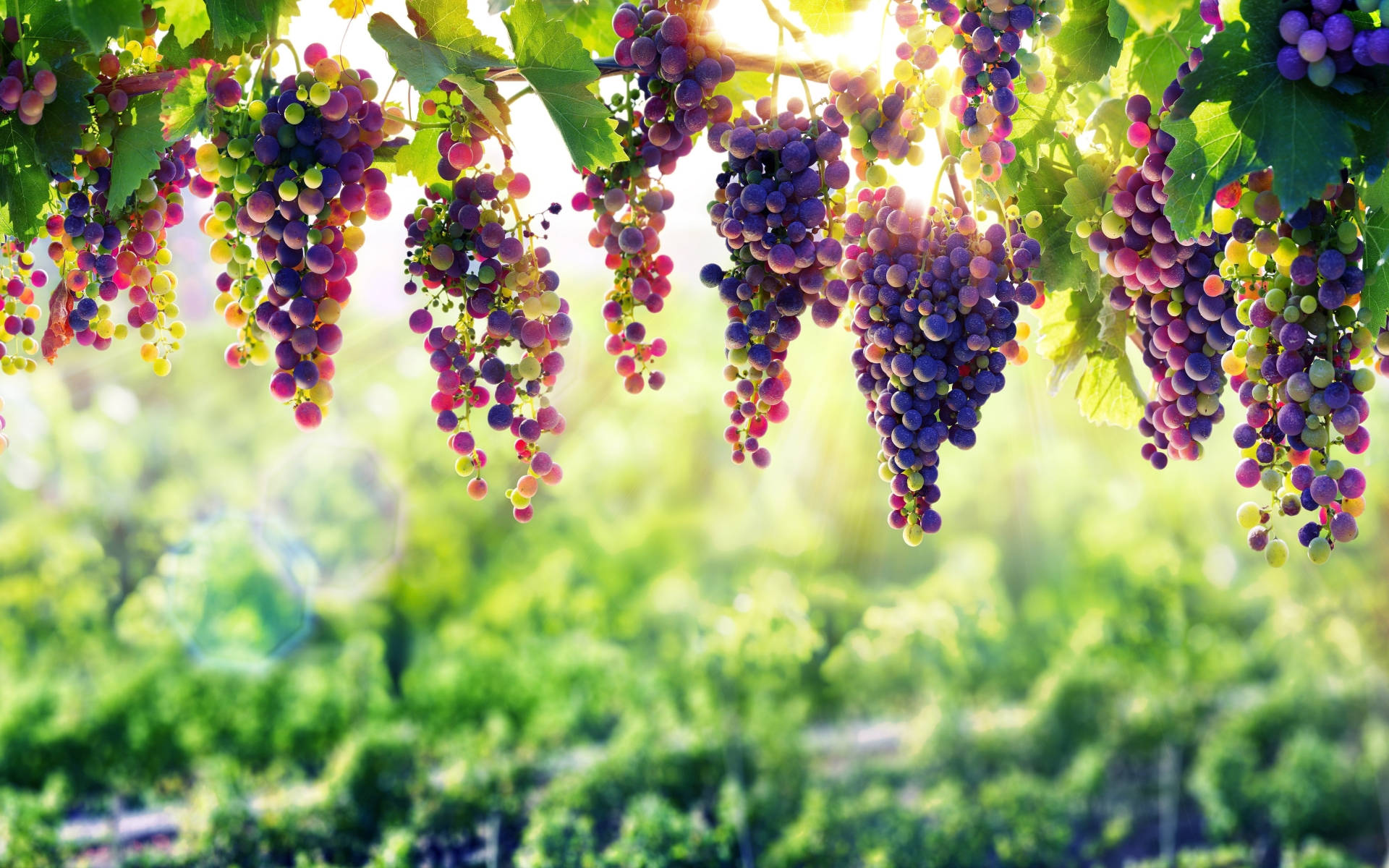 Luscious Grape Farm Background