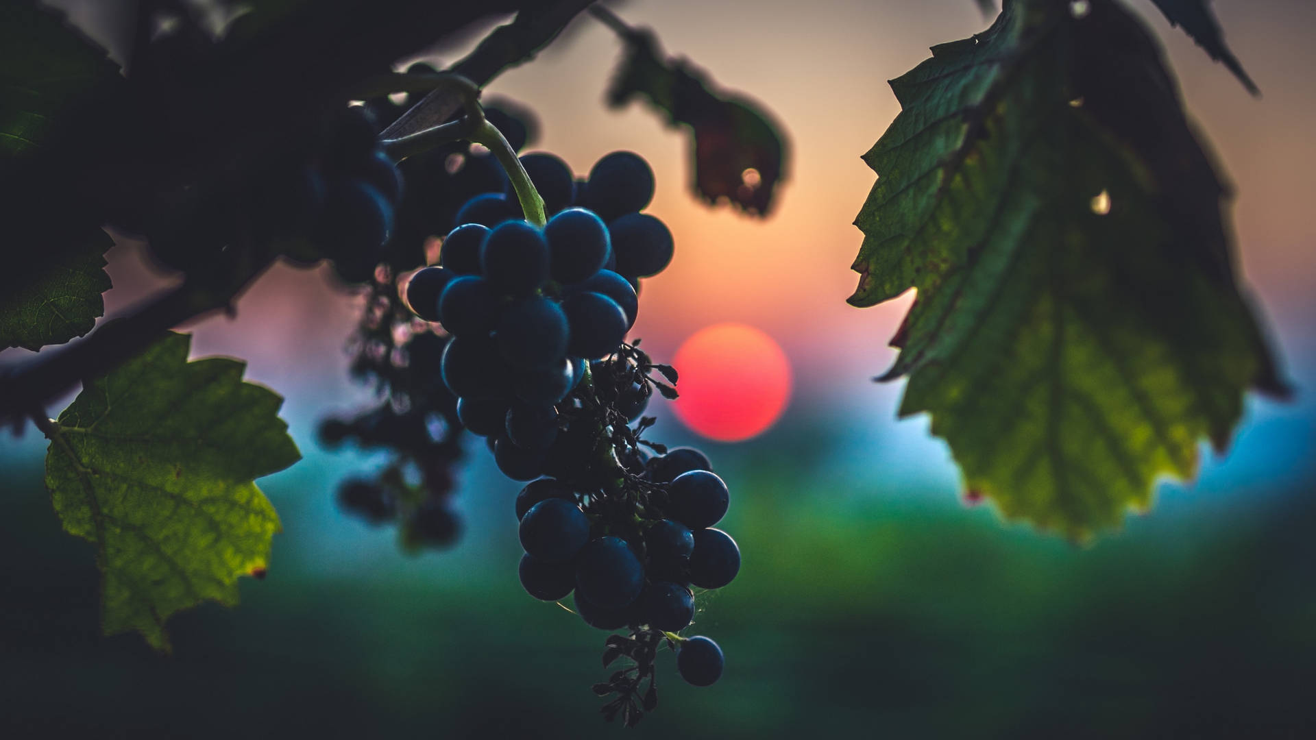 Luscious Grapes Close-up Photography Background