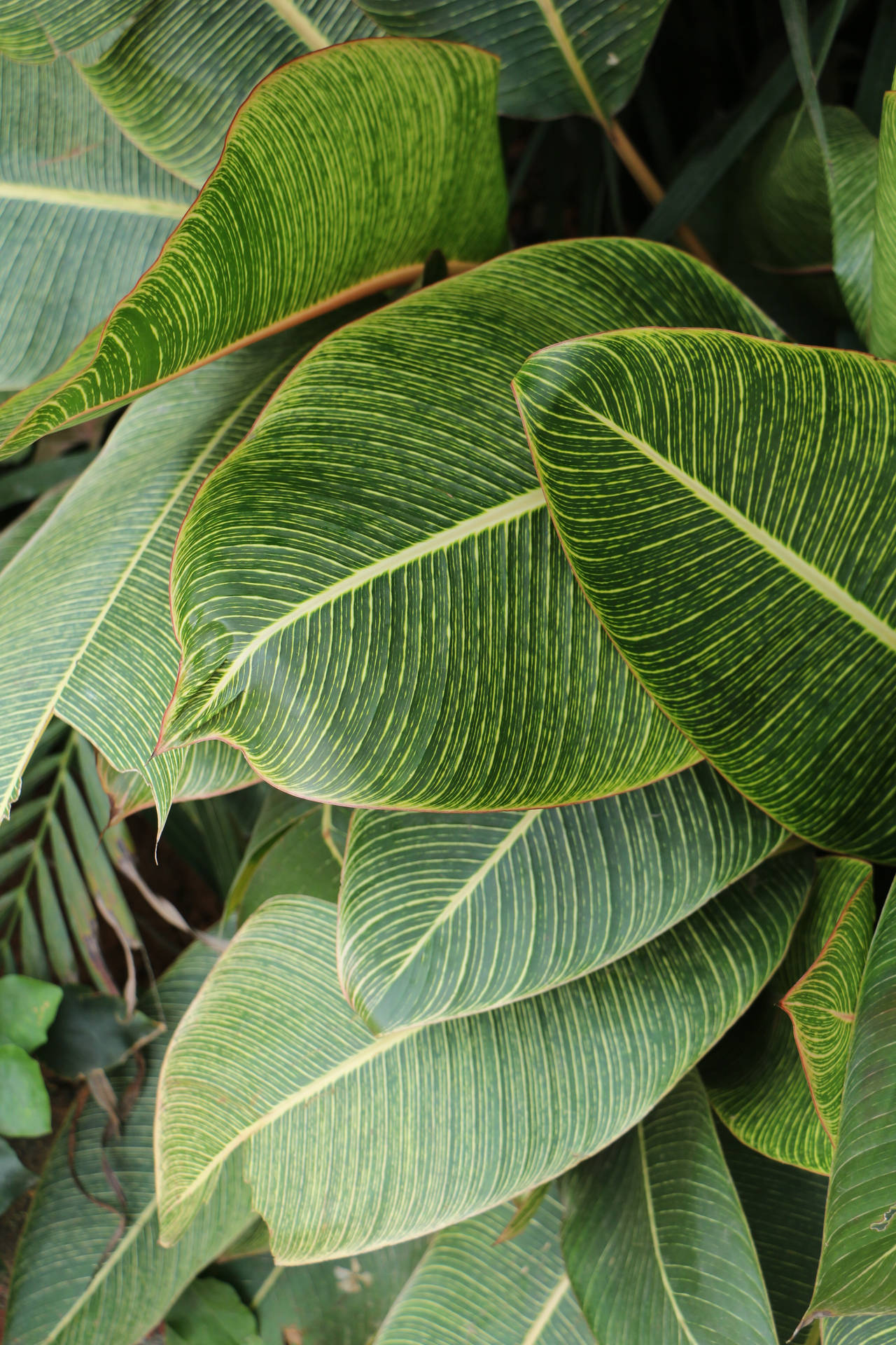 Lush And Beautiful Symmetrical Leaves Background