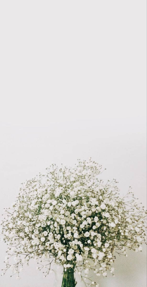 Lush Baby's Breath White Flowers Background