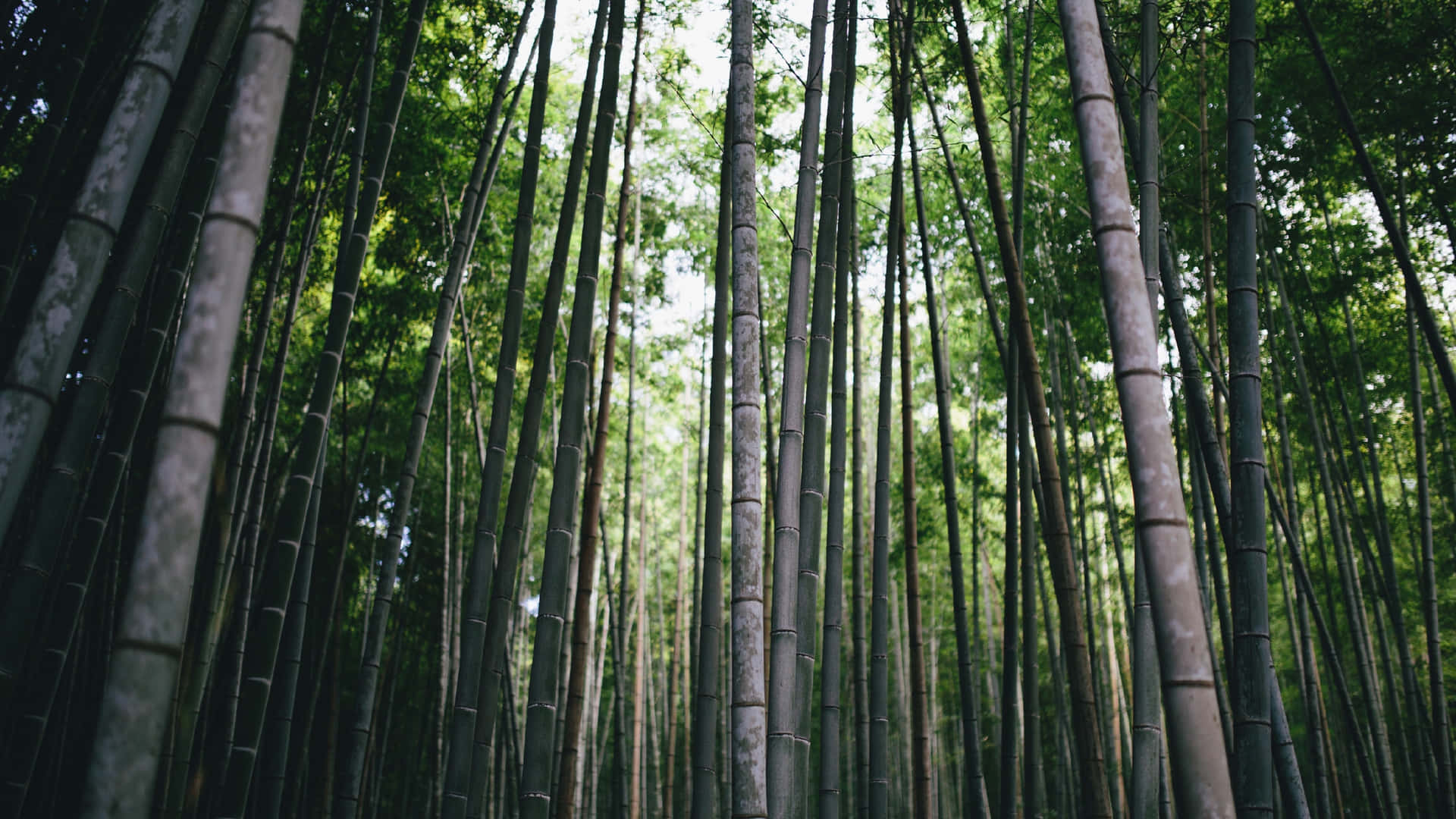 Lush Bamboo Forest Background