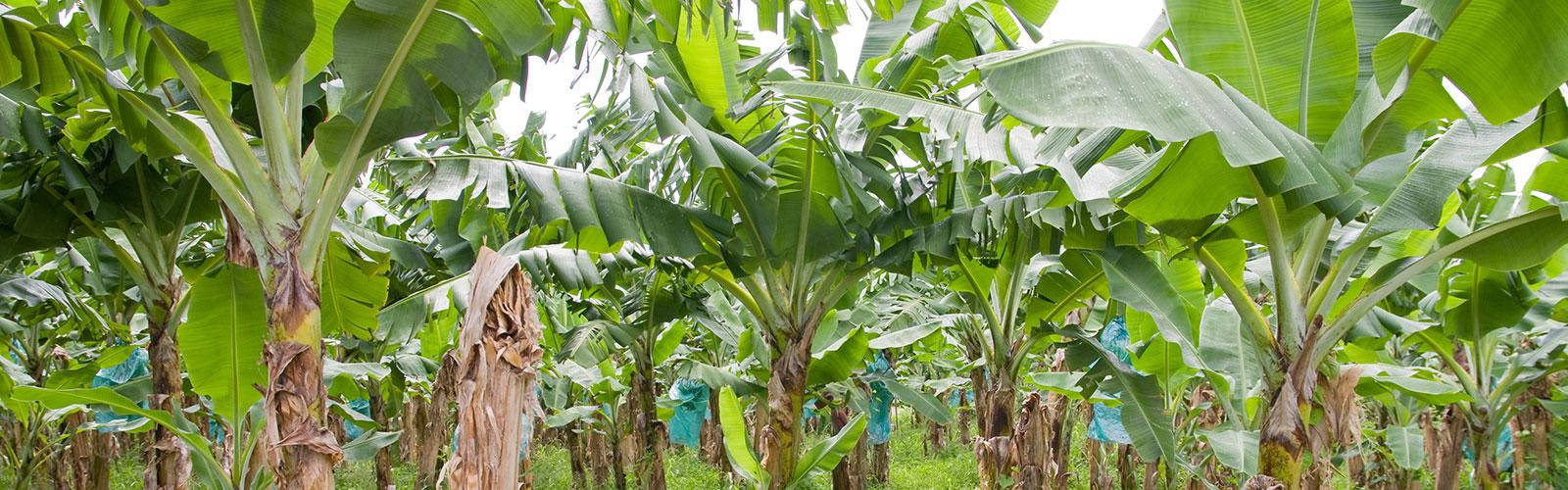 Lush Banana Plantation In French Guiana Background