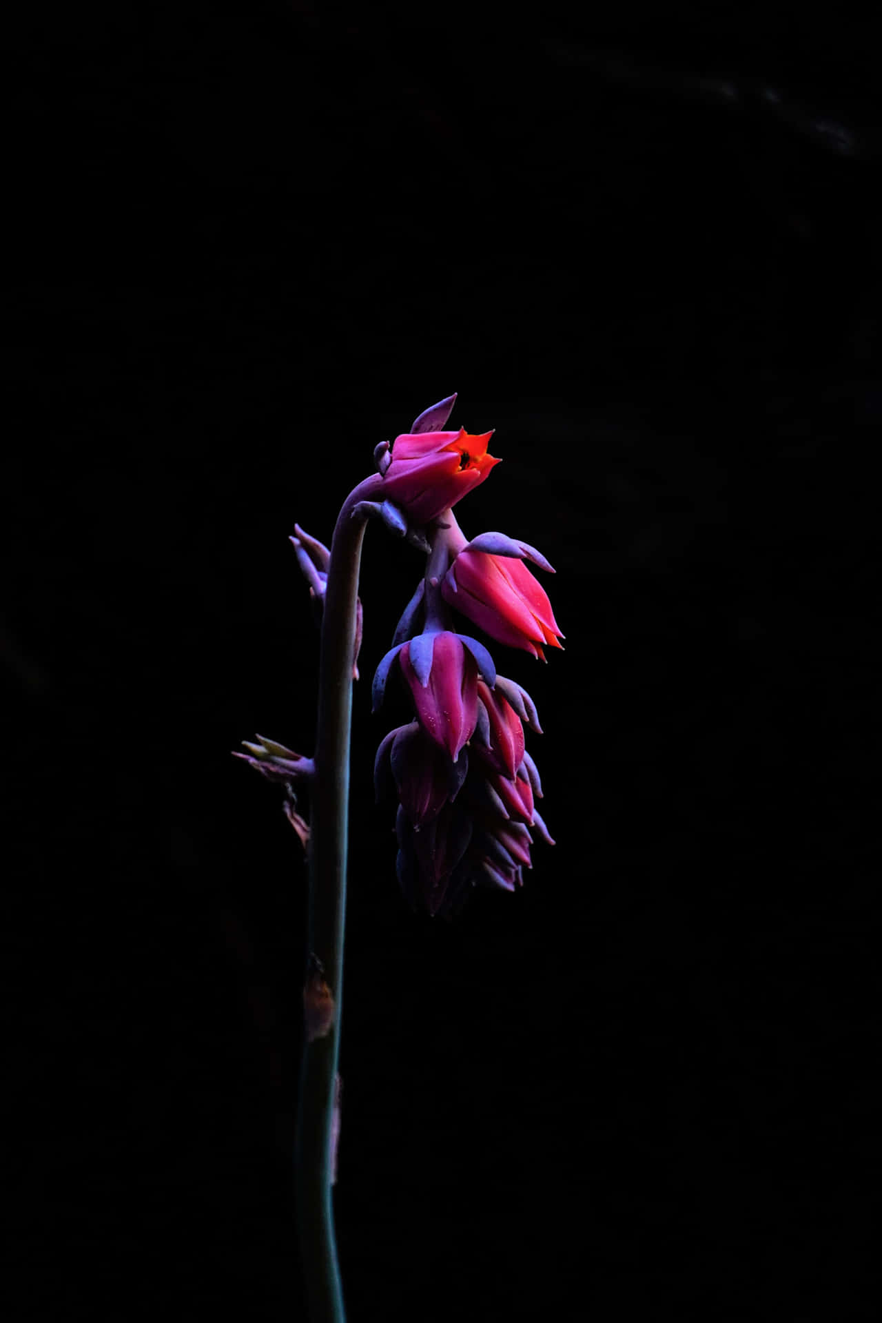 Lush Black And Pink Flower Background