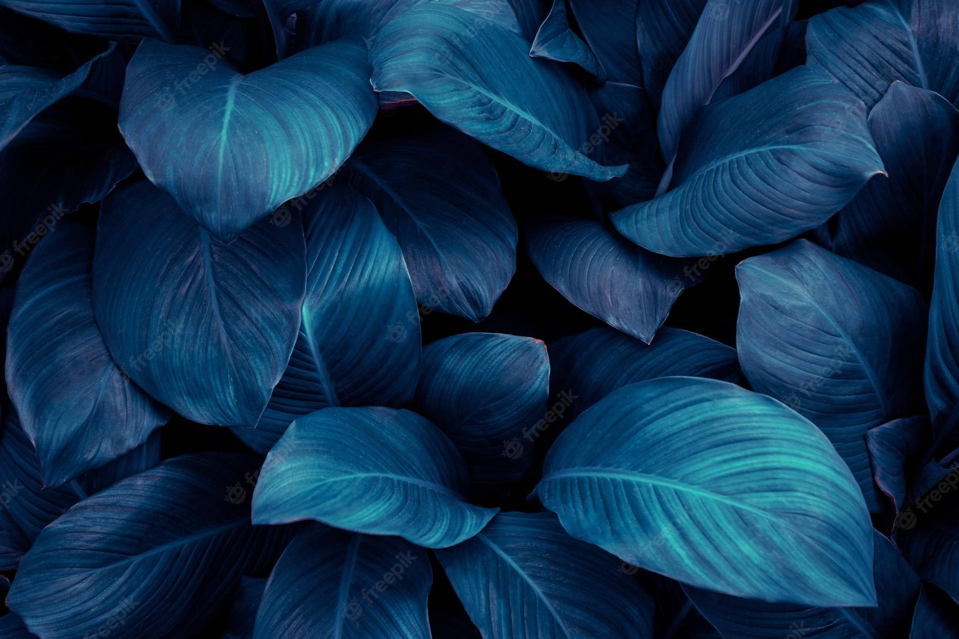 Lush Blue-green Leaves Background