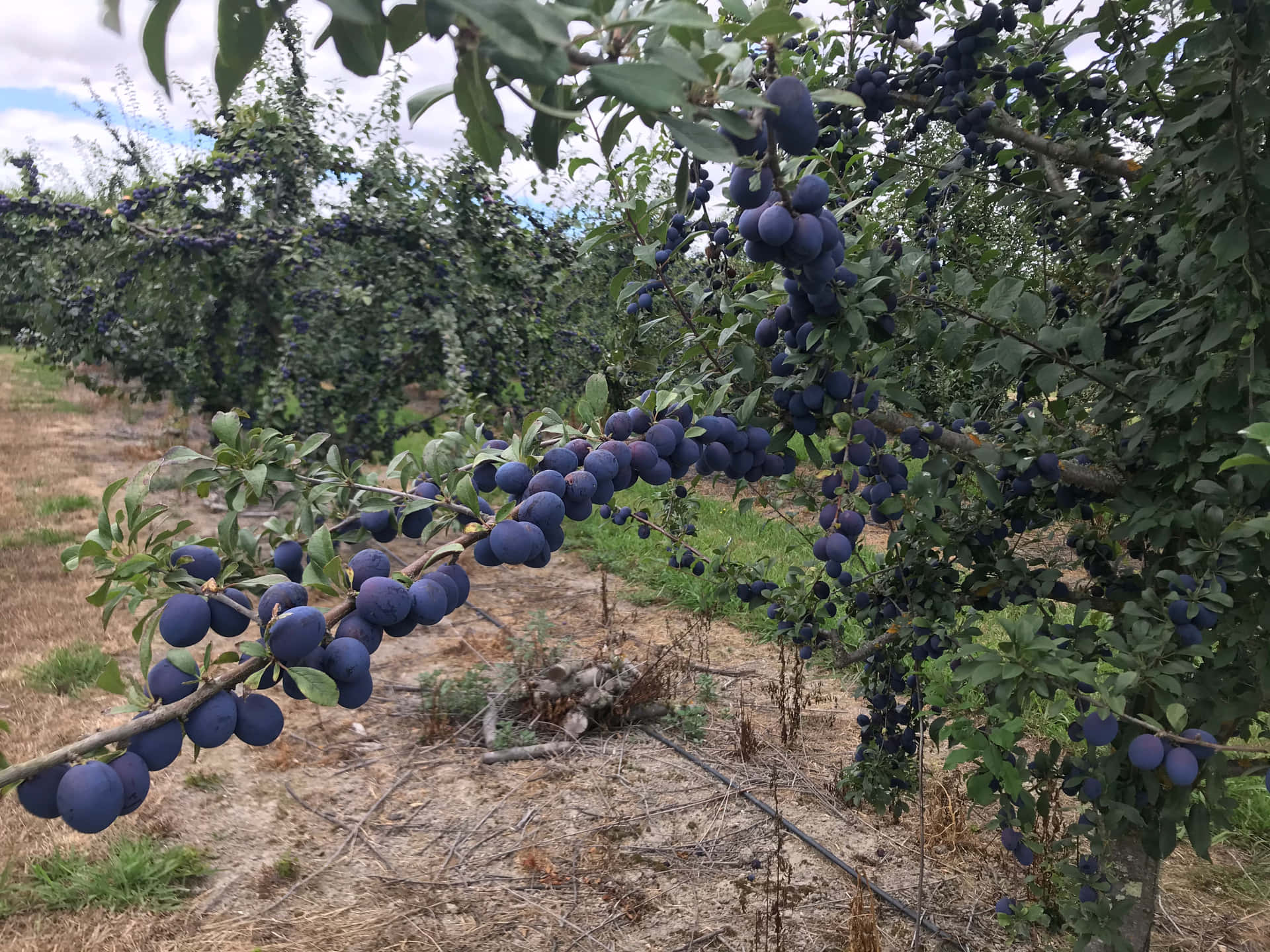 Lush Damson Plums On A Branch