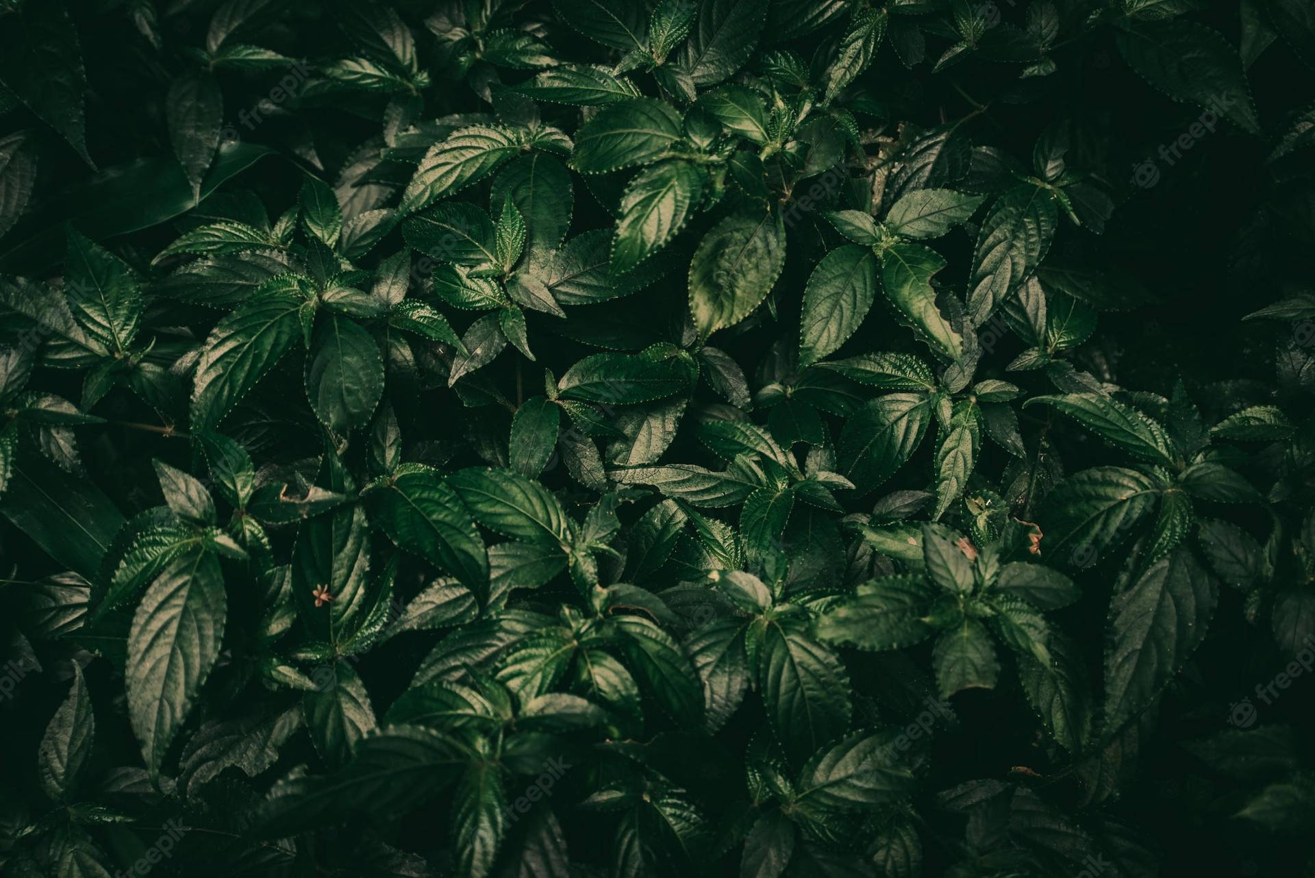 Lush Dark Green Leaves