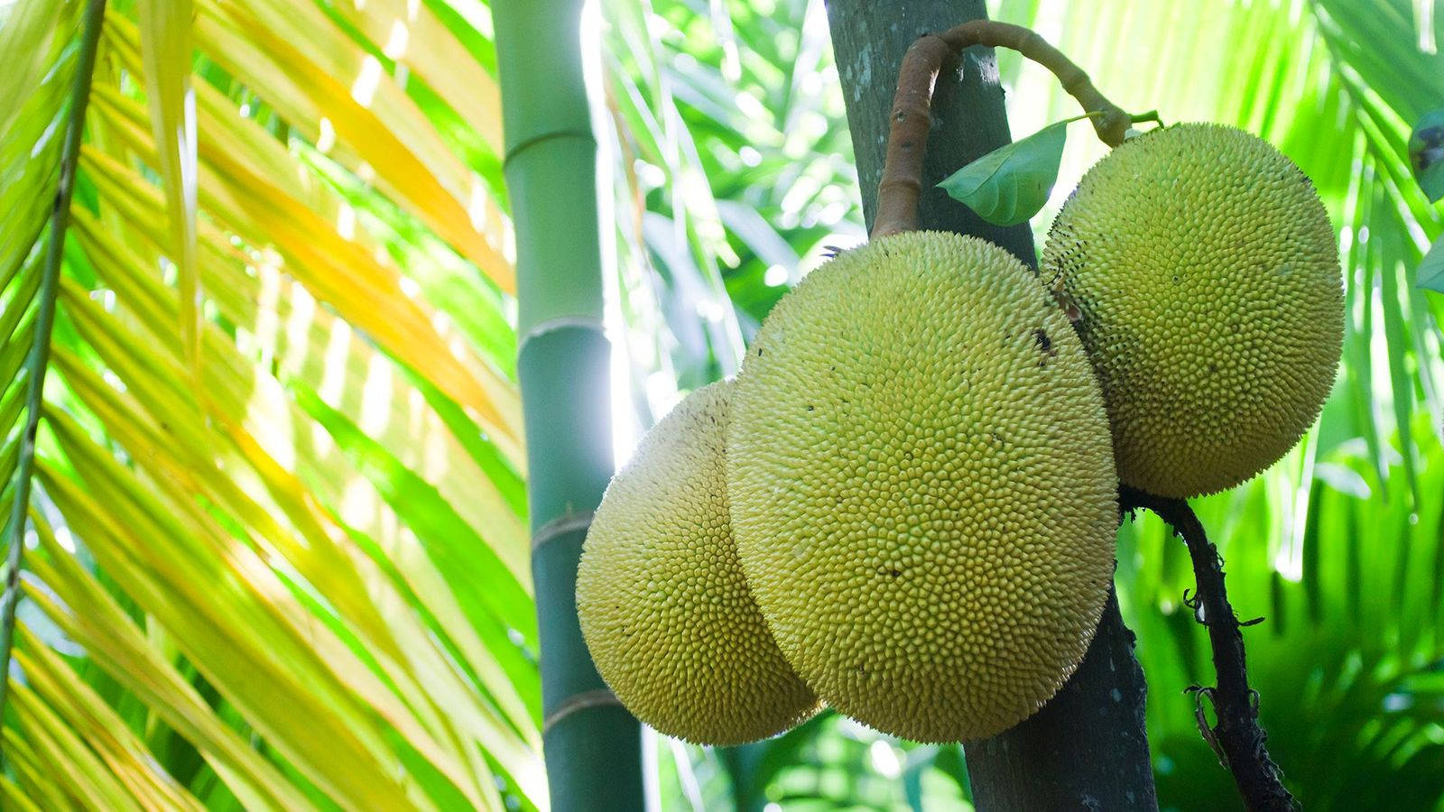 Lush Dwarf Jackfruit Tree Background