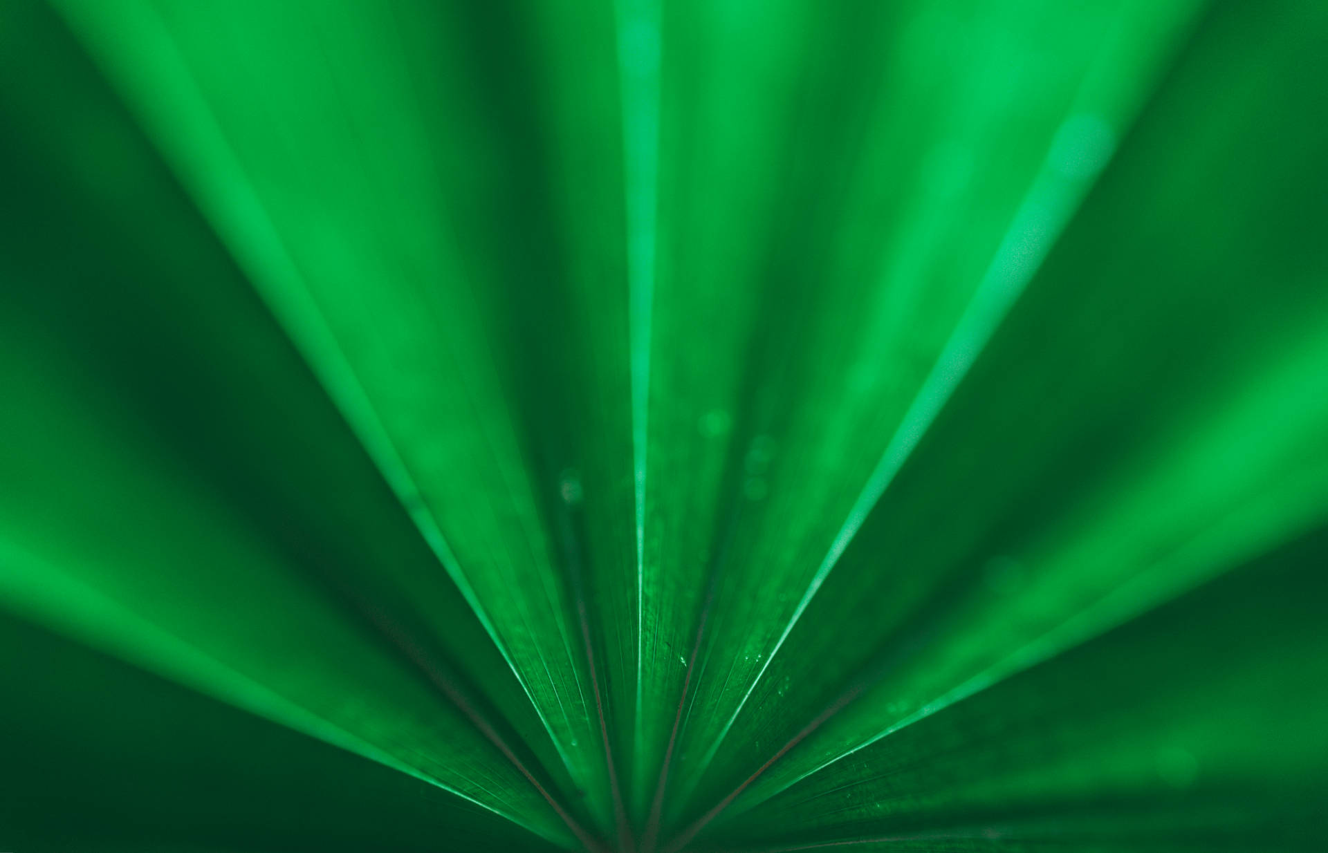 Lush Emerald Green Palm Leaf Background