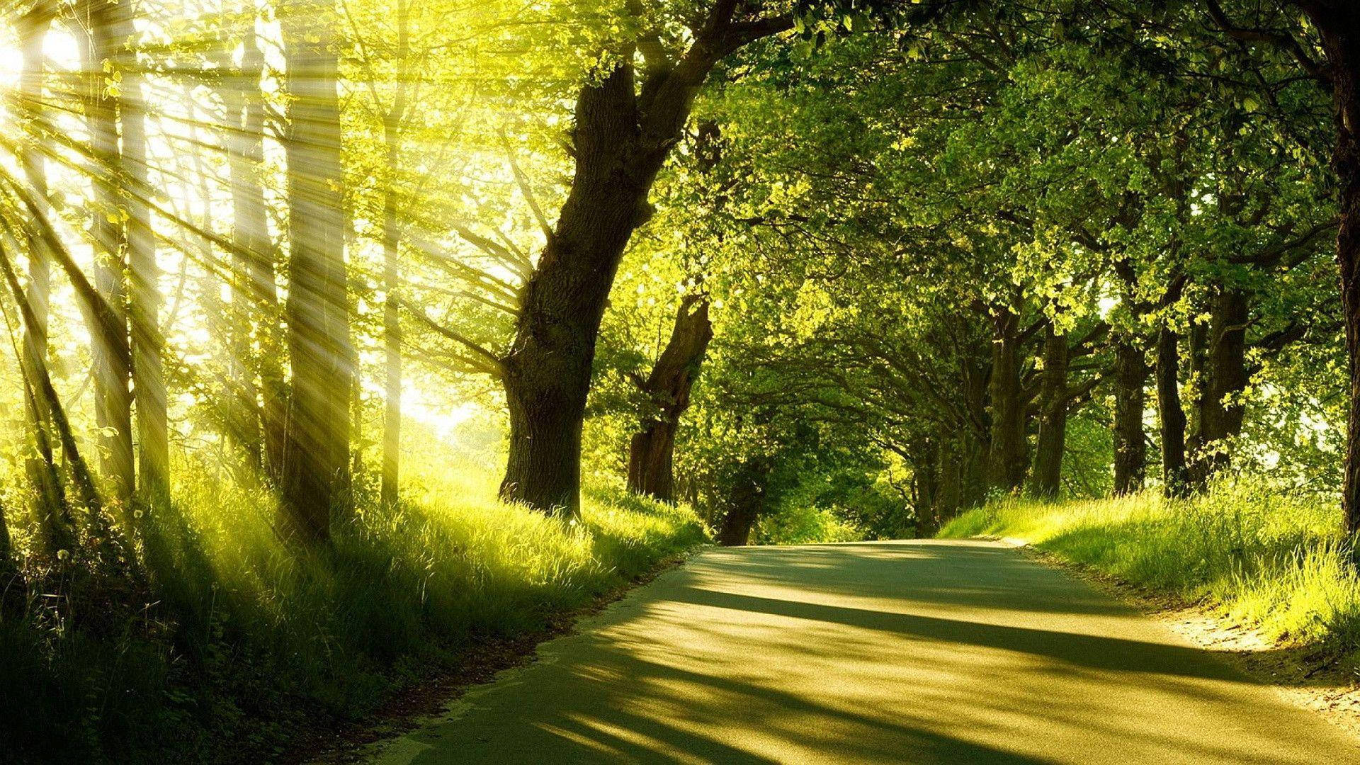 Lush Forest Road Background