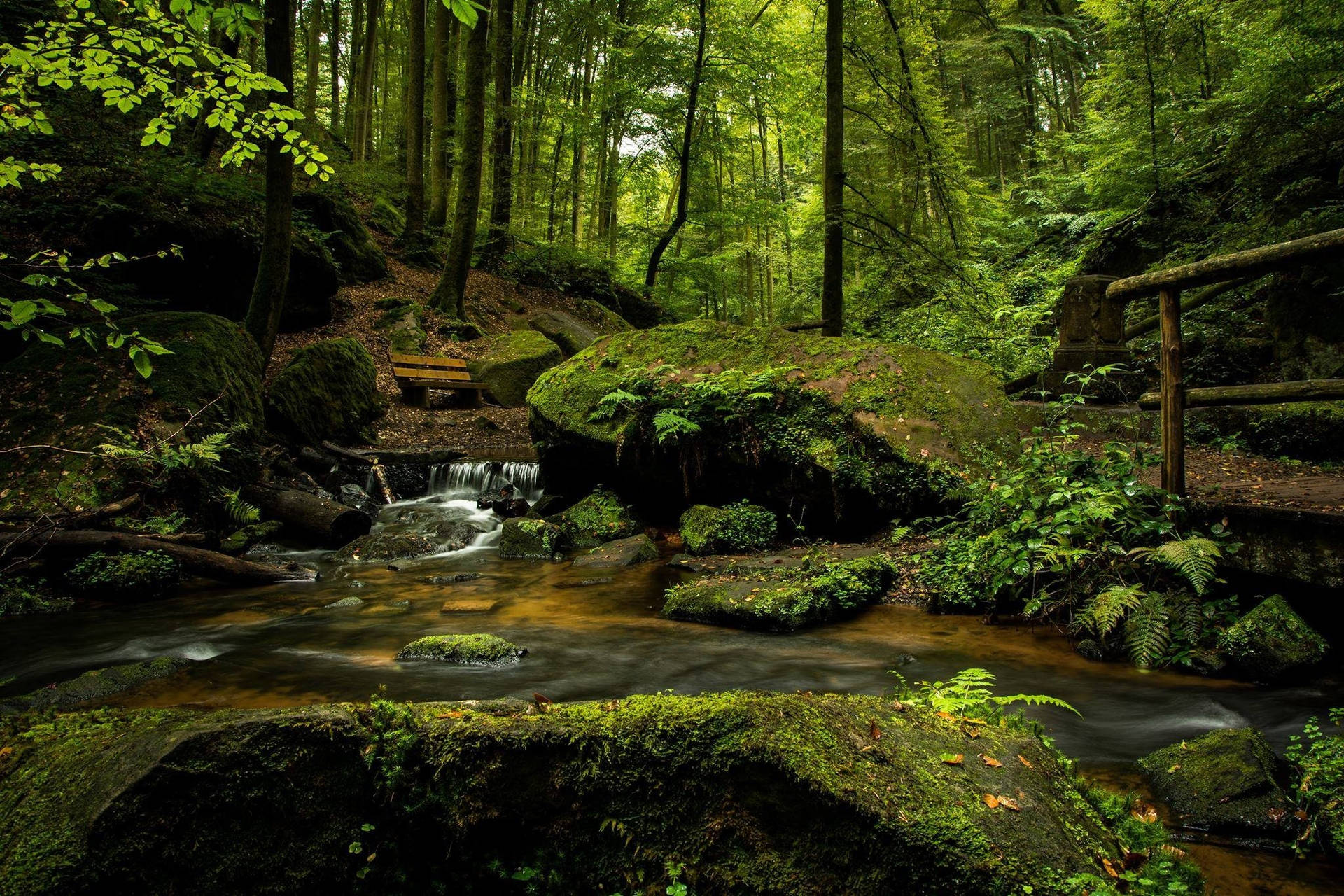 Lush Forest Stream