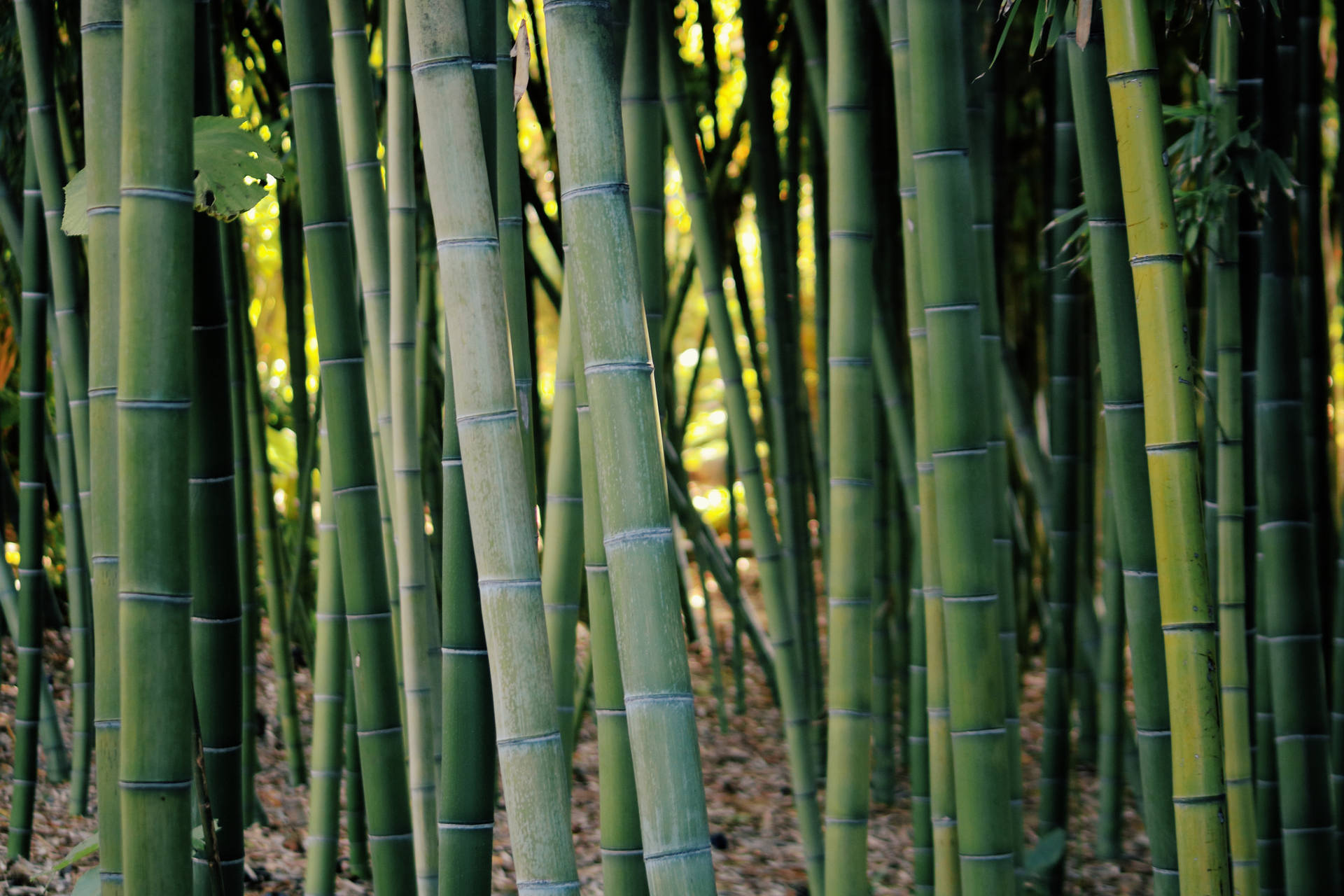 Lush Green Bamboo Hd Background