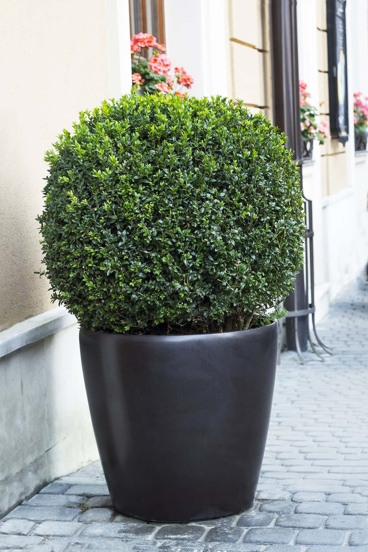 Lush Green Common Box Bush In A Black Pot Background