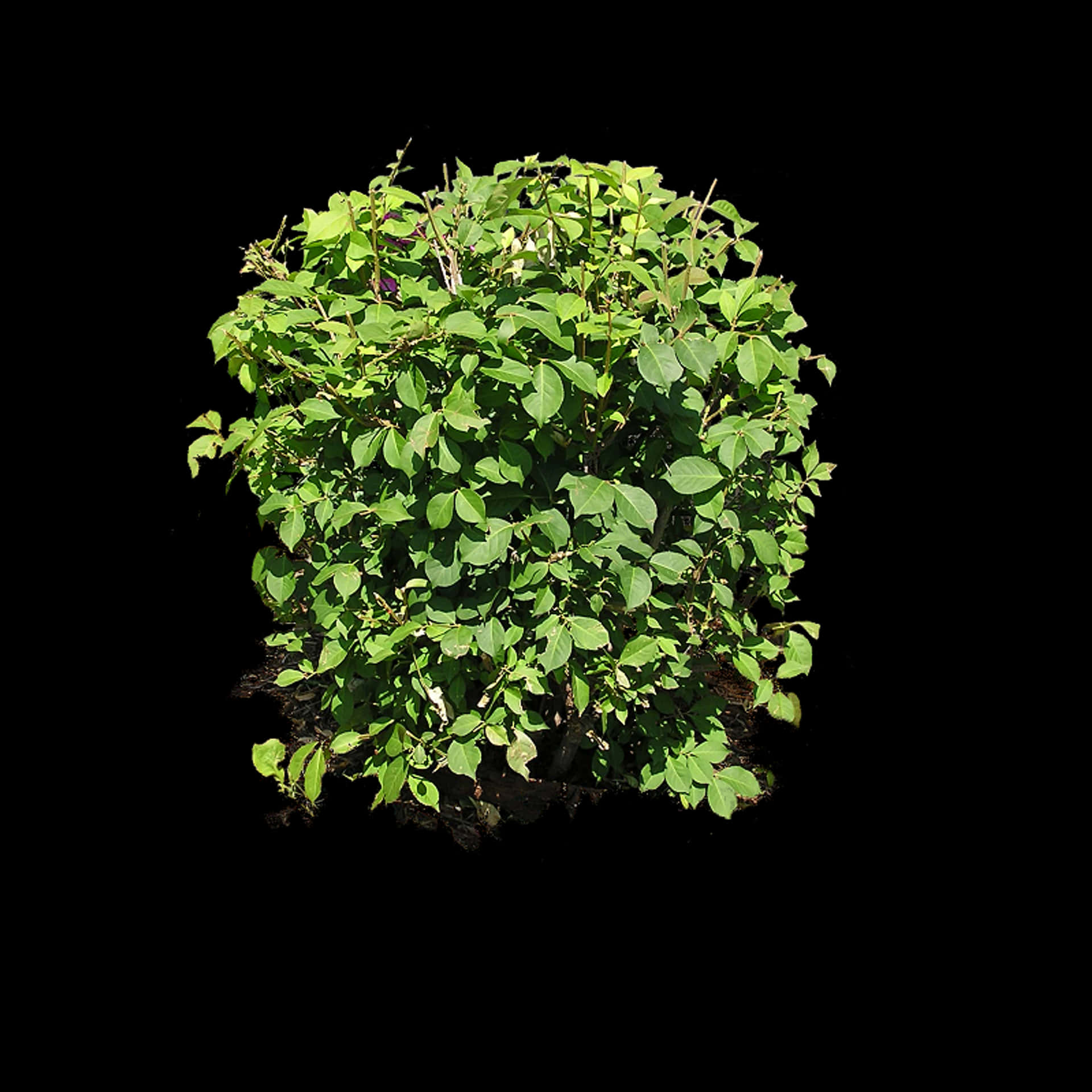 Lush Green Dendrolobium Bush In Minimalistic Setting Background