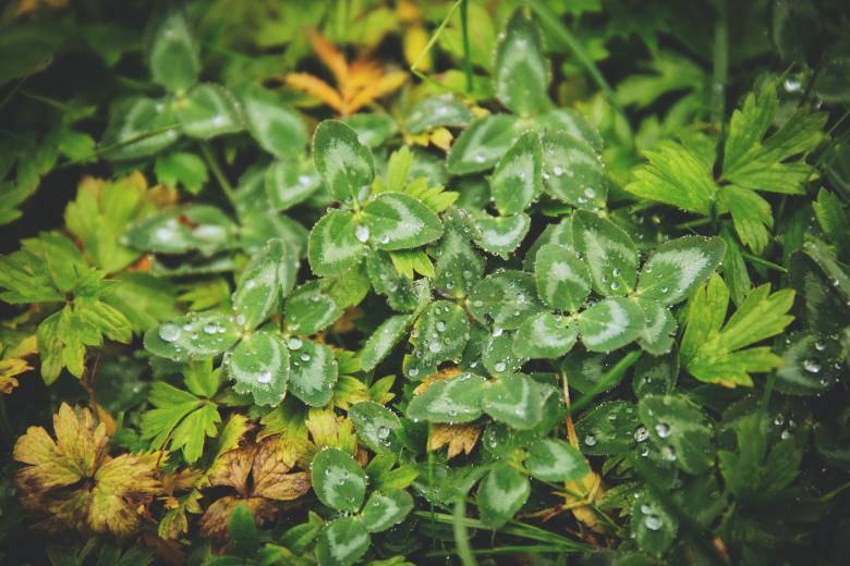 Lush Green Foliage - The Soul Of Nature