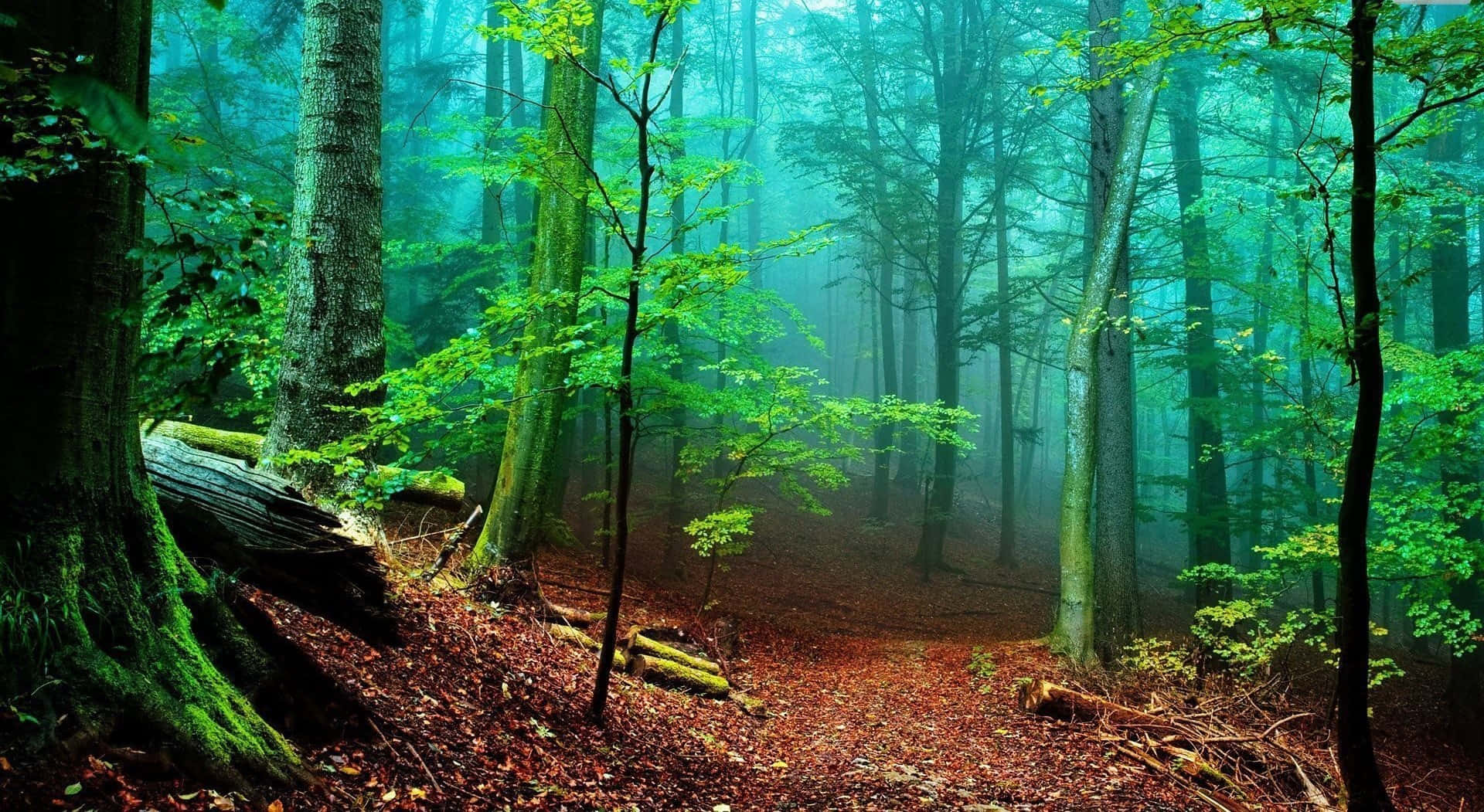Lush Green Forest; A View Of Nature's Beauty Background