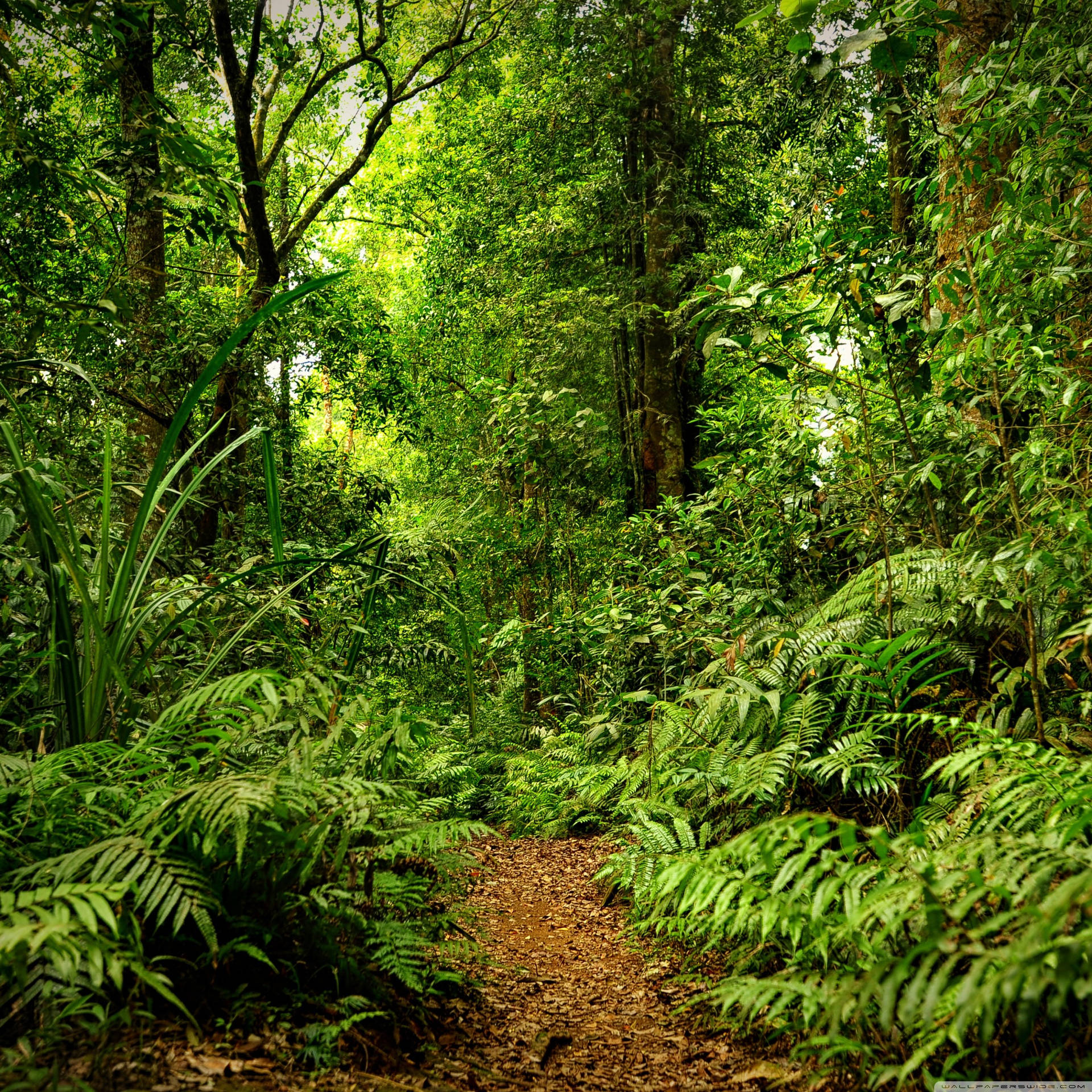 Lush Green Forest Background Background