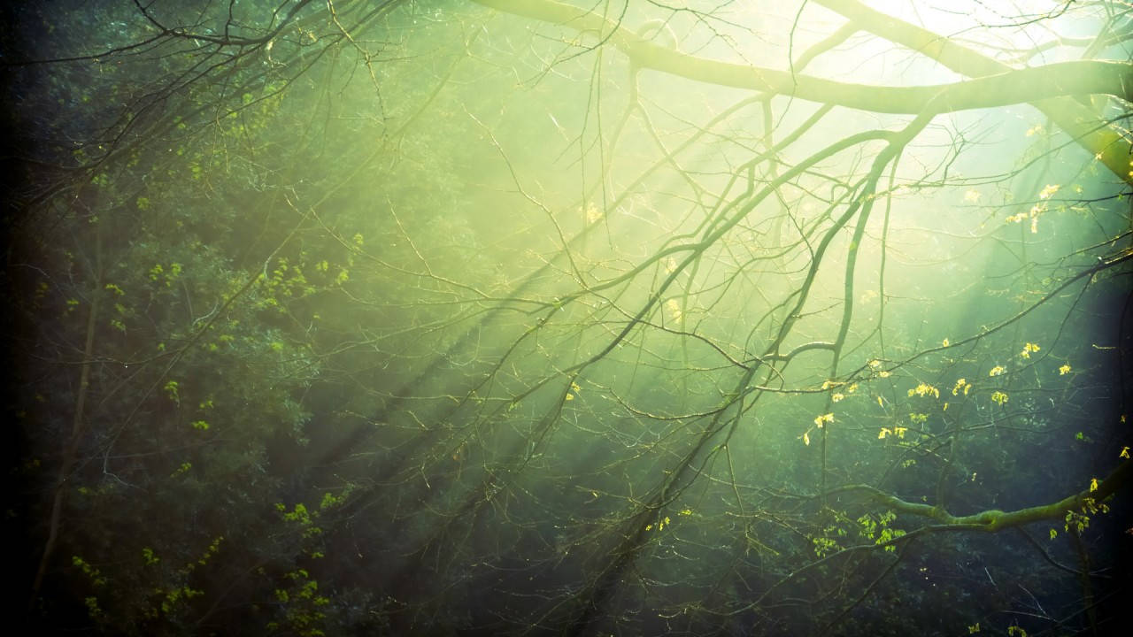 Lush Green Forest Pathway Background