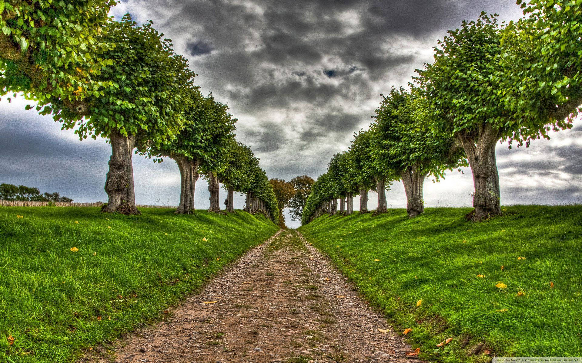 Lush Green Forest Pathway Background