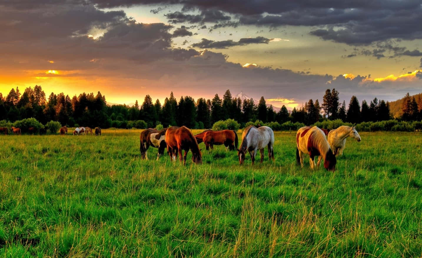 Lush Green Hillside Ranch Background