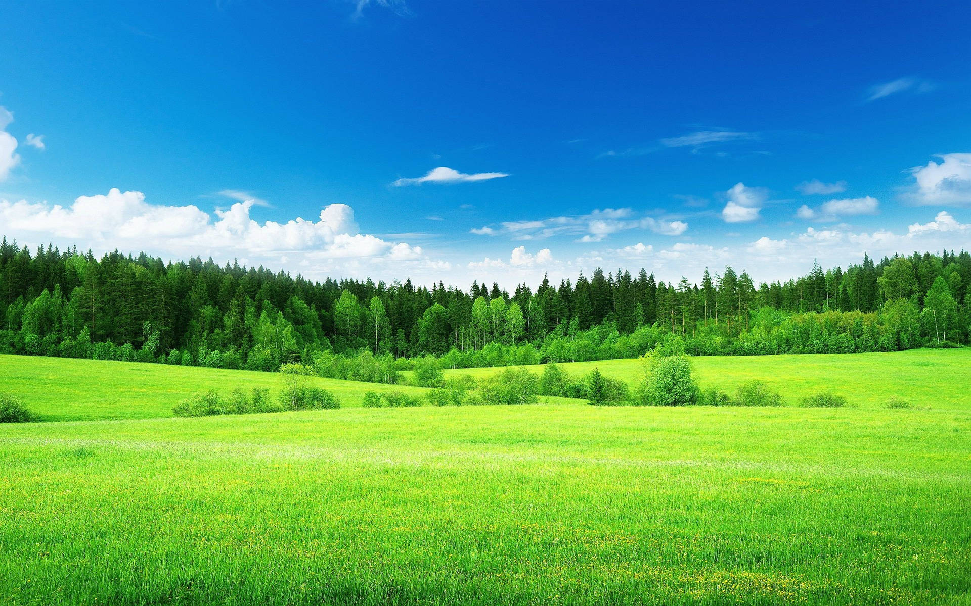 Lush Green Landscape Background