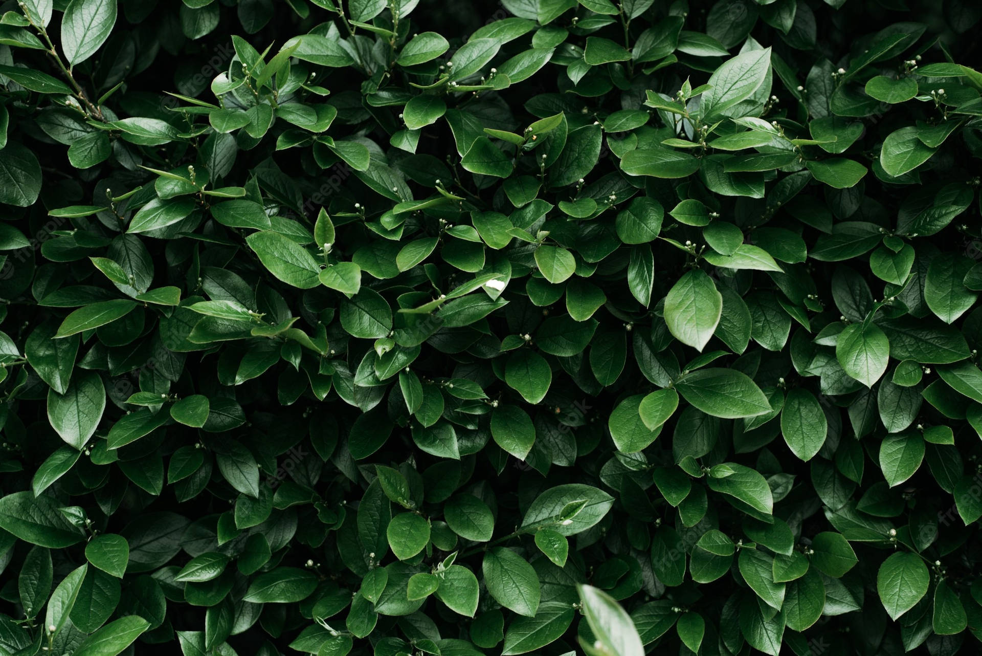 Lush Green Leaves - Nature At Its Finest