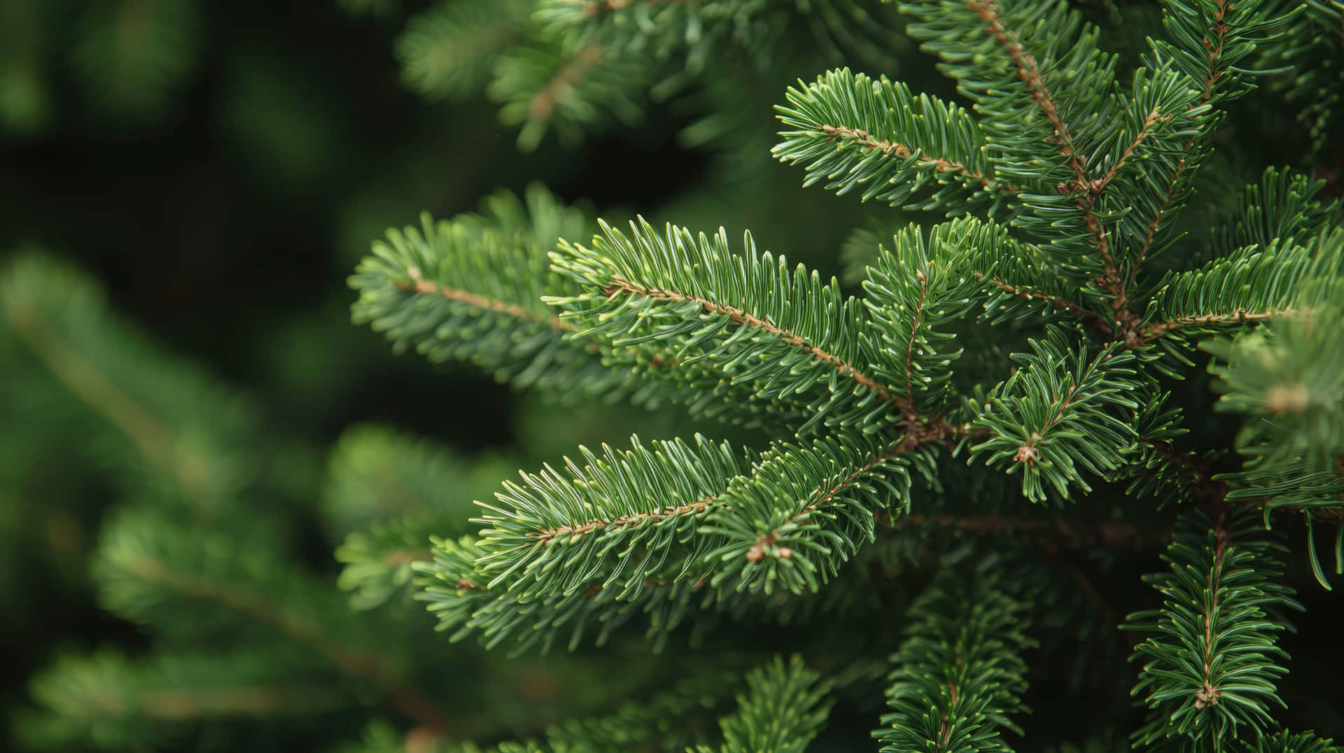 Lush Green Pine Tree Branches With Sharp Needles Background