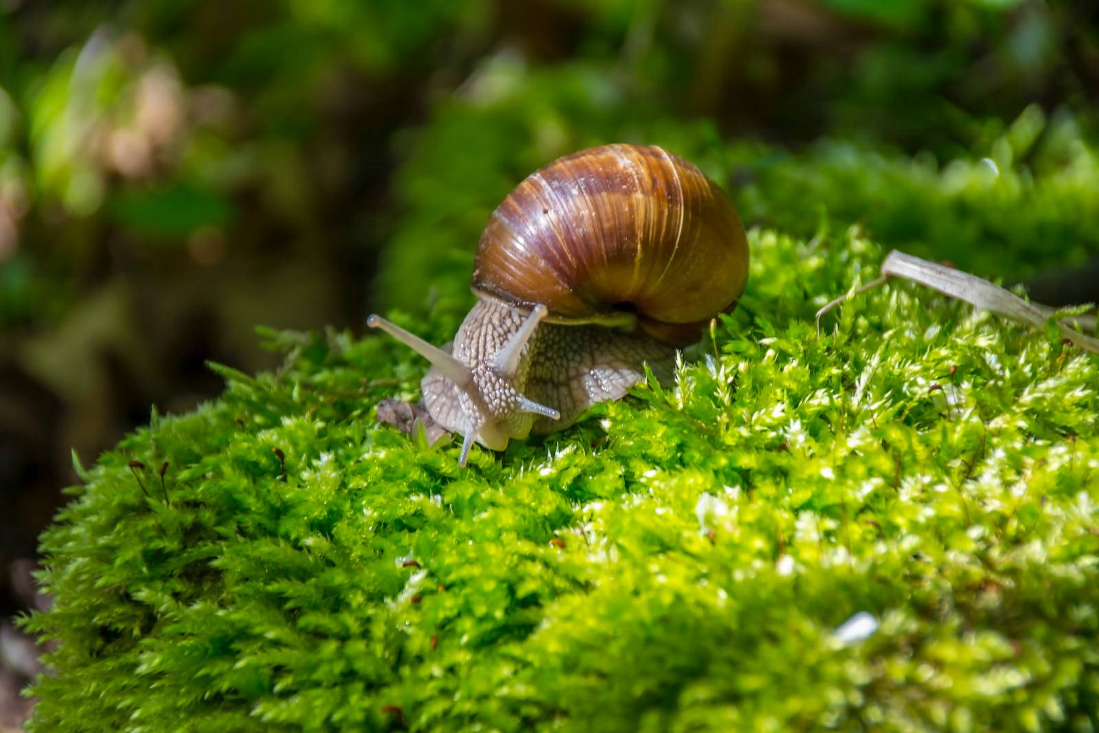 Lush Green Snail Background