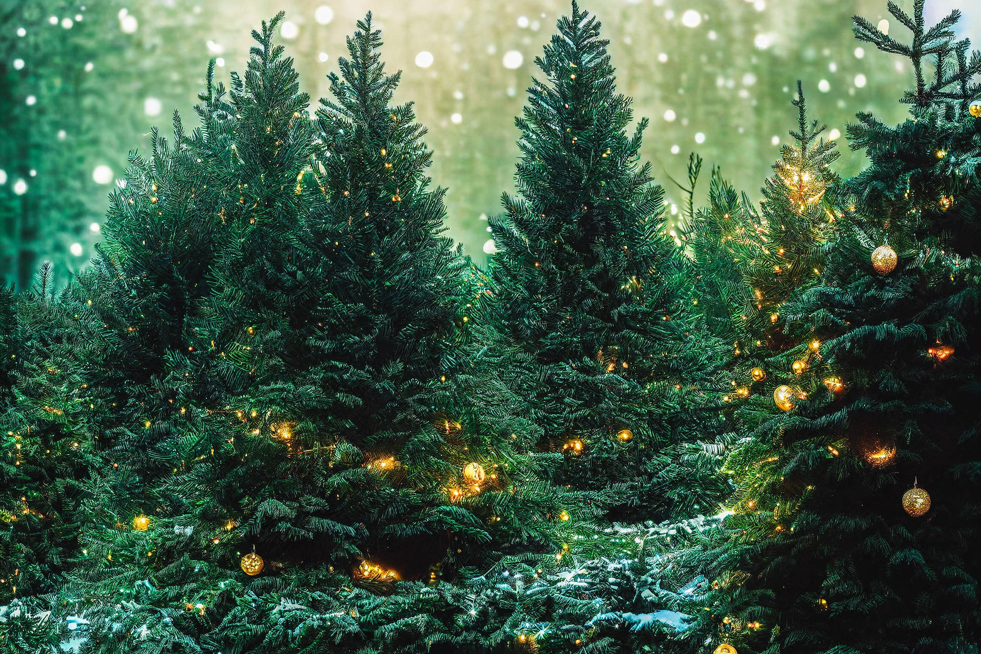 Lush Green Trees In Christmas Forest Background