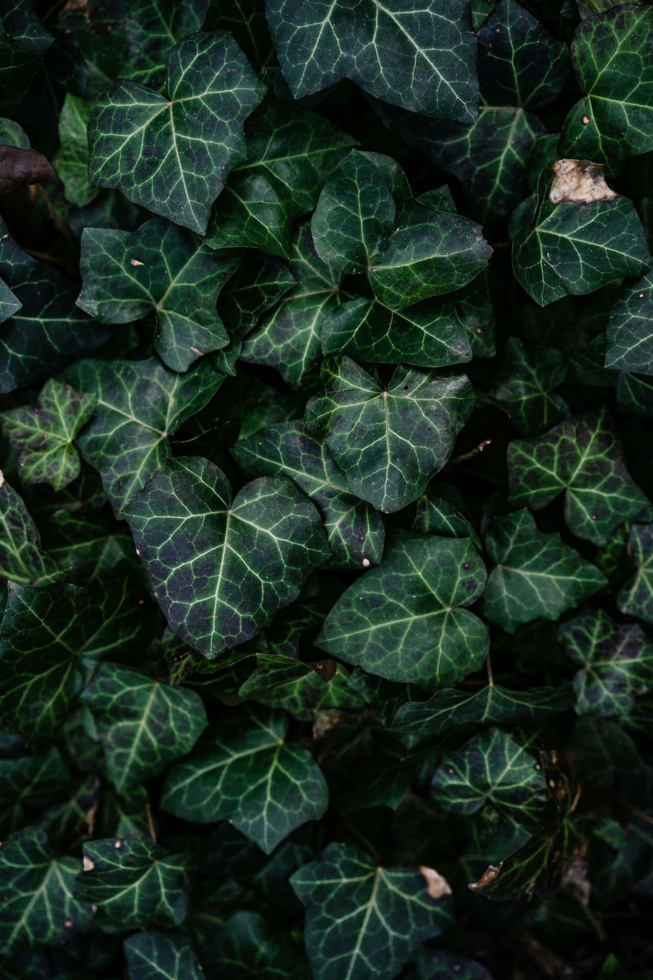 Lush Ivy Leaves Texture Background