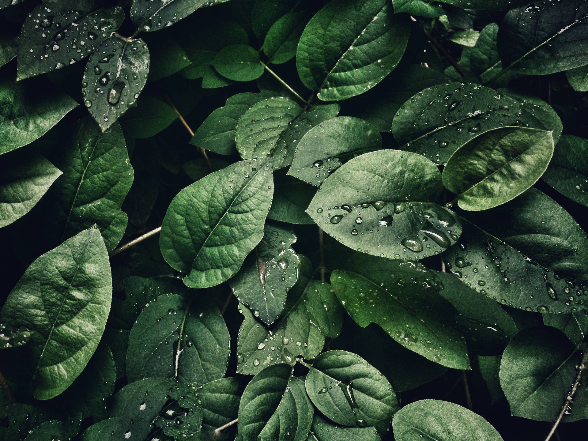 Lush Leaves And Water Droplets Background