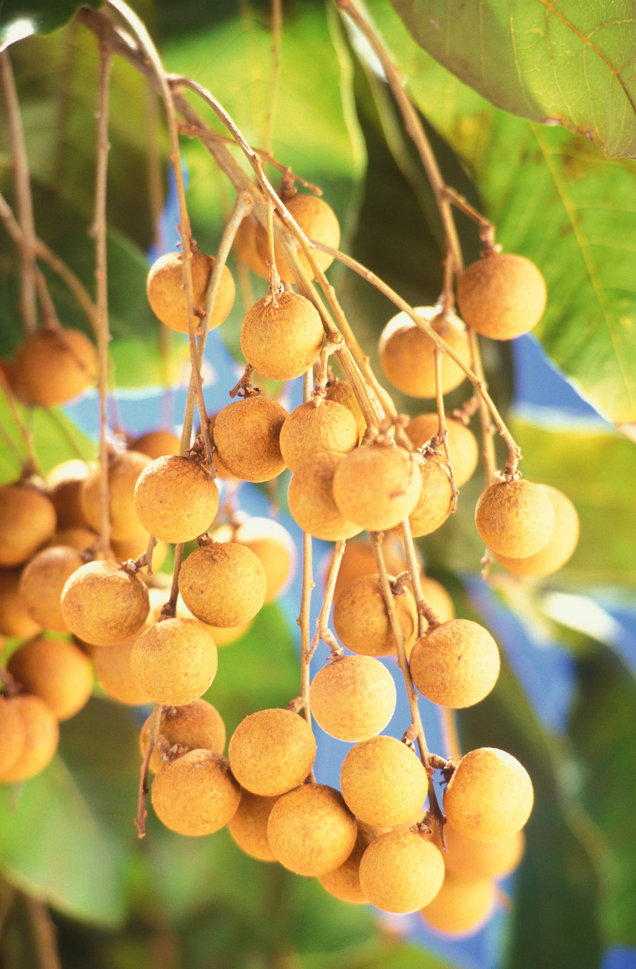 Lush Longan Fruits On A Tree Branch Background