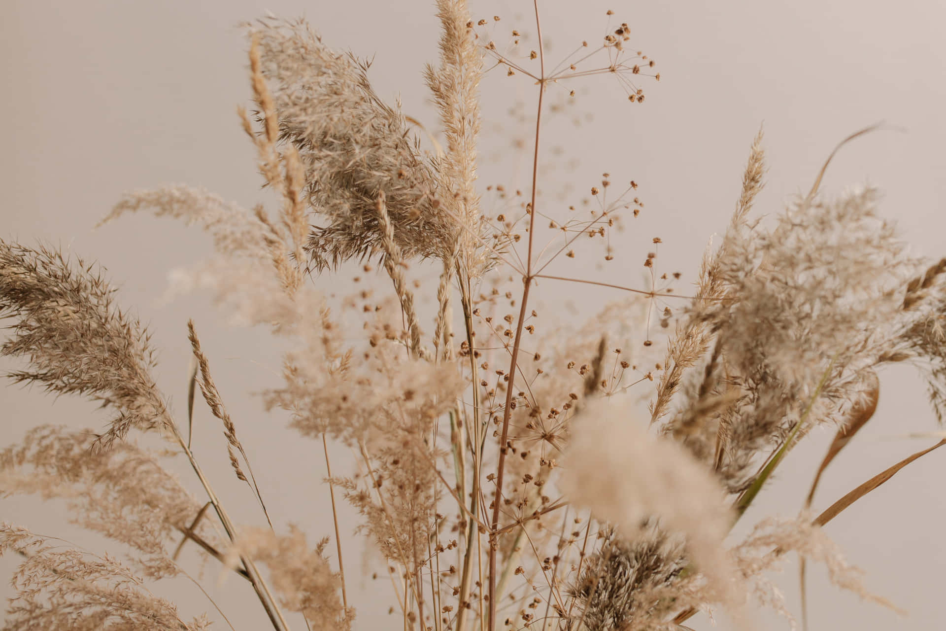 Lush Pampas Grass Offers A Rustic, Natural Look To Any Landscape. Background