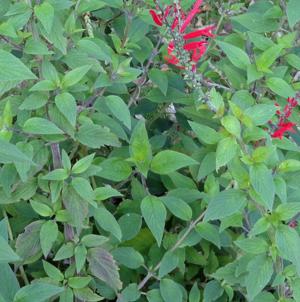 Lush Pineapple Sage Plant In Full Bloom Background