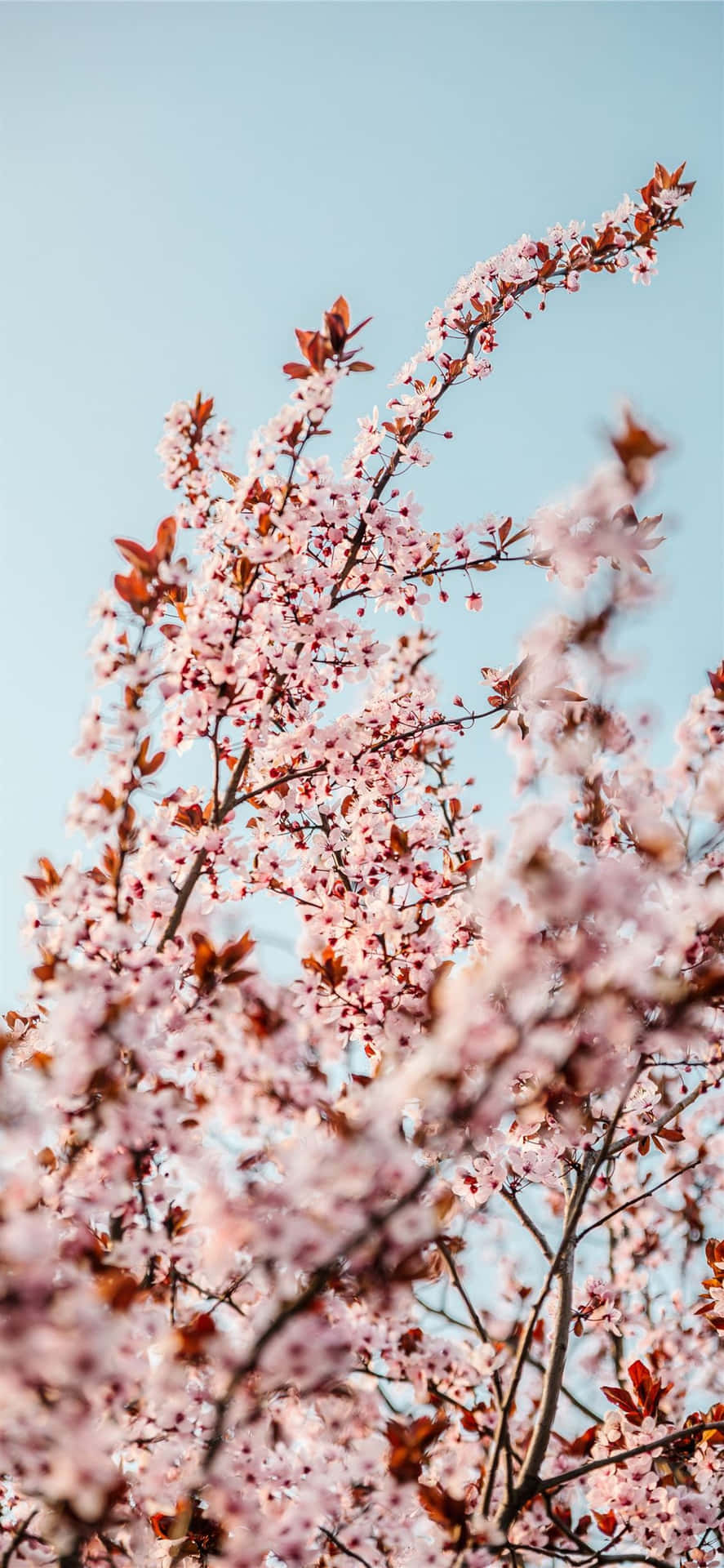 Lush Pinks Tress Against A Baby Blue Sky