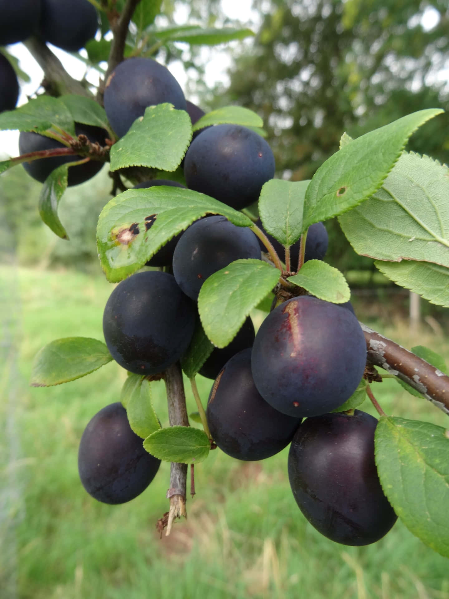 Lush, Ripening Damson Plums In A Sun-kissed Garden Background