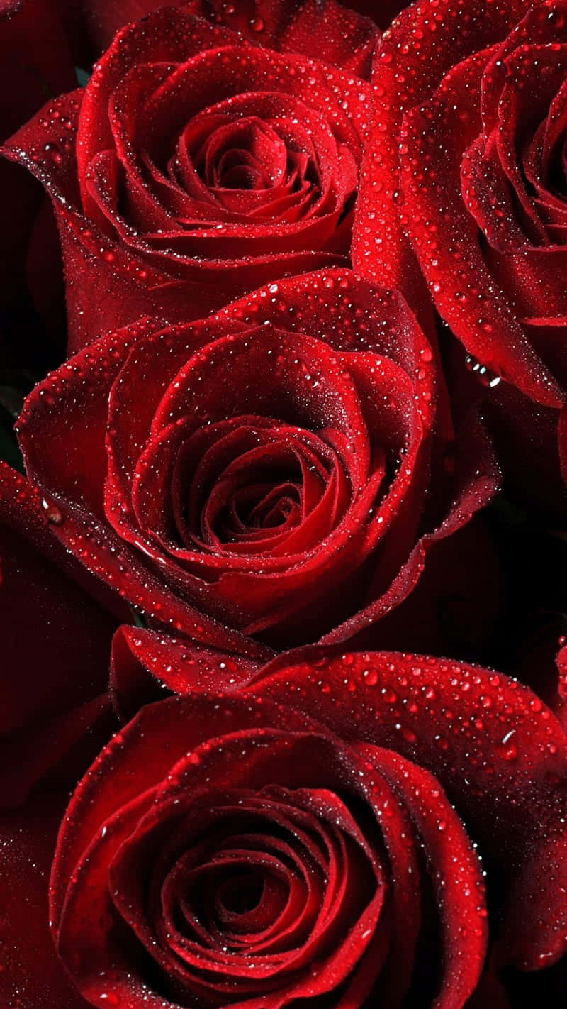 Lush Rose Mobile Background