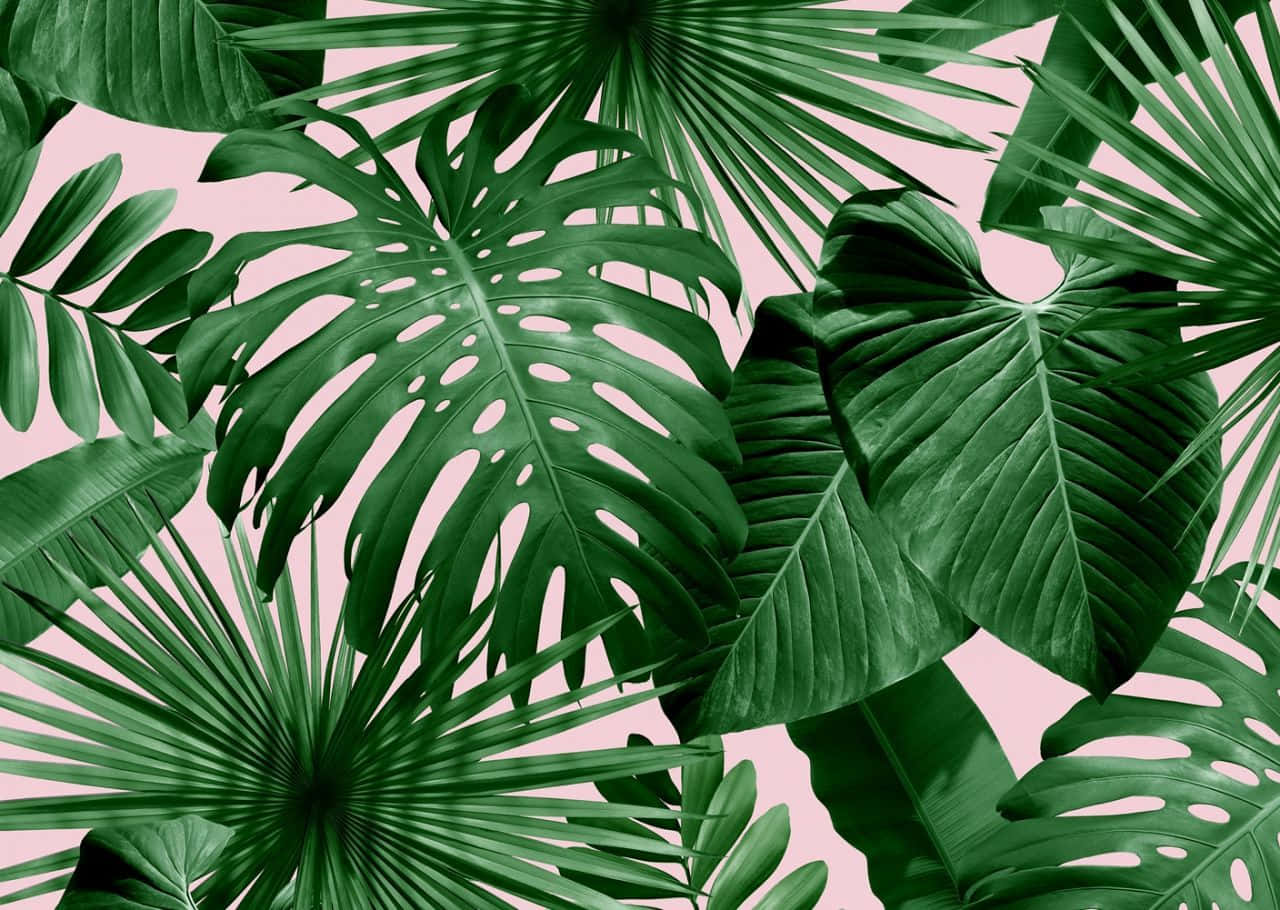 Lush Tropical Leaves Invite You To Transport To Paradise Background
